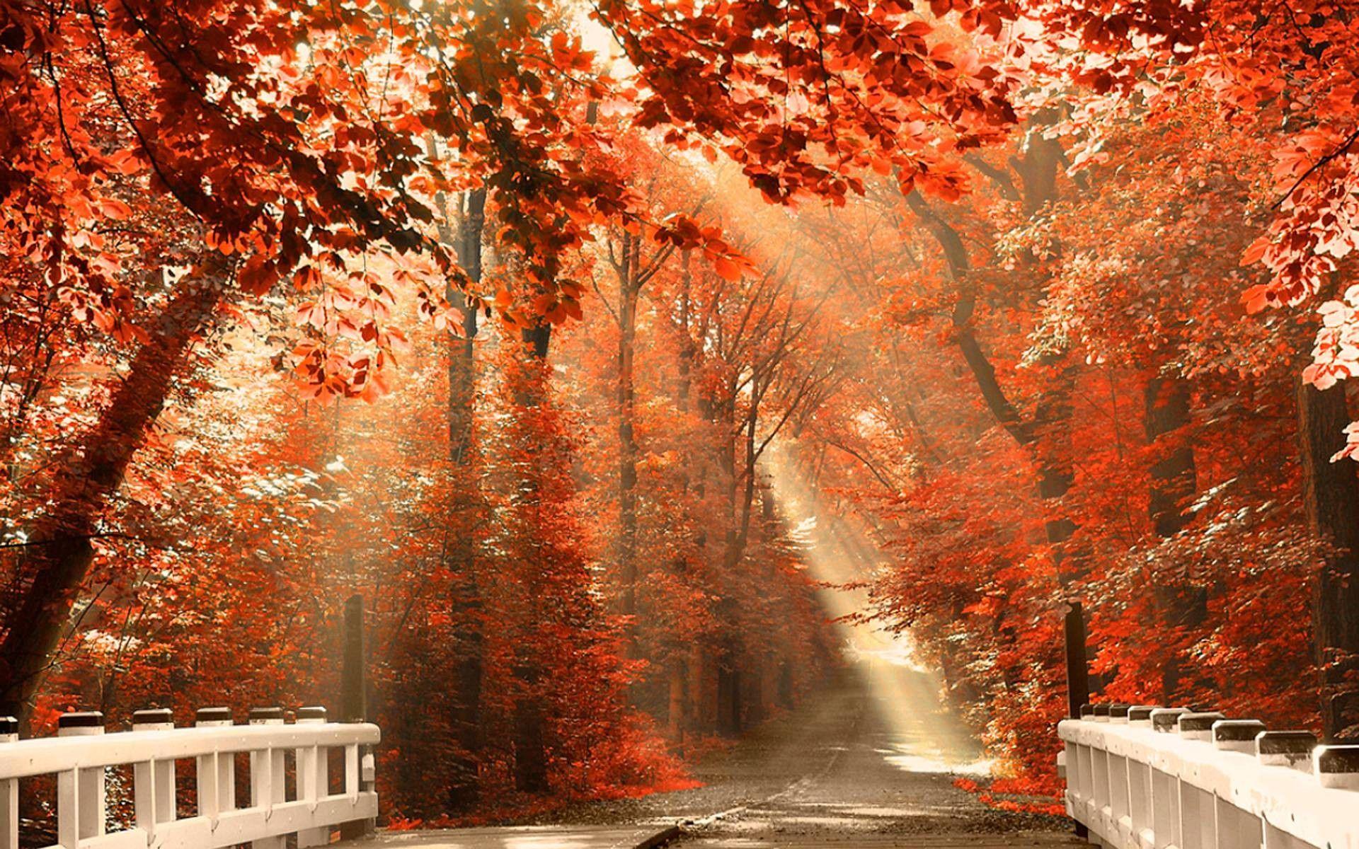HD Autumn Wallpapers - Top Free HD Autumn Backgrounds - WallpaperAccess