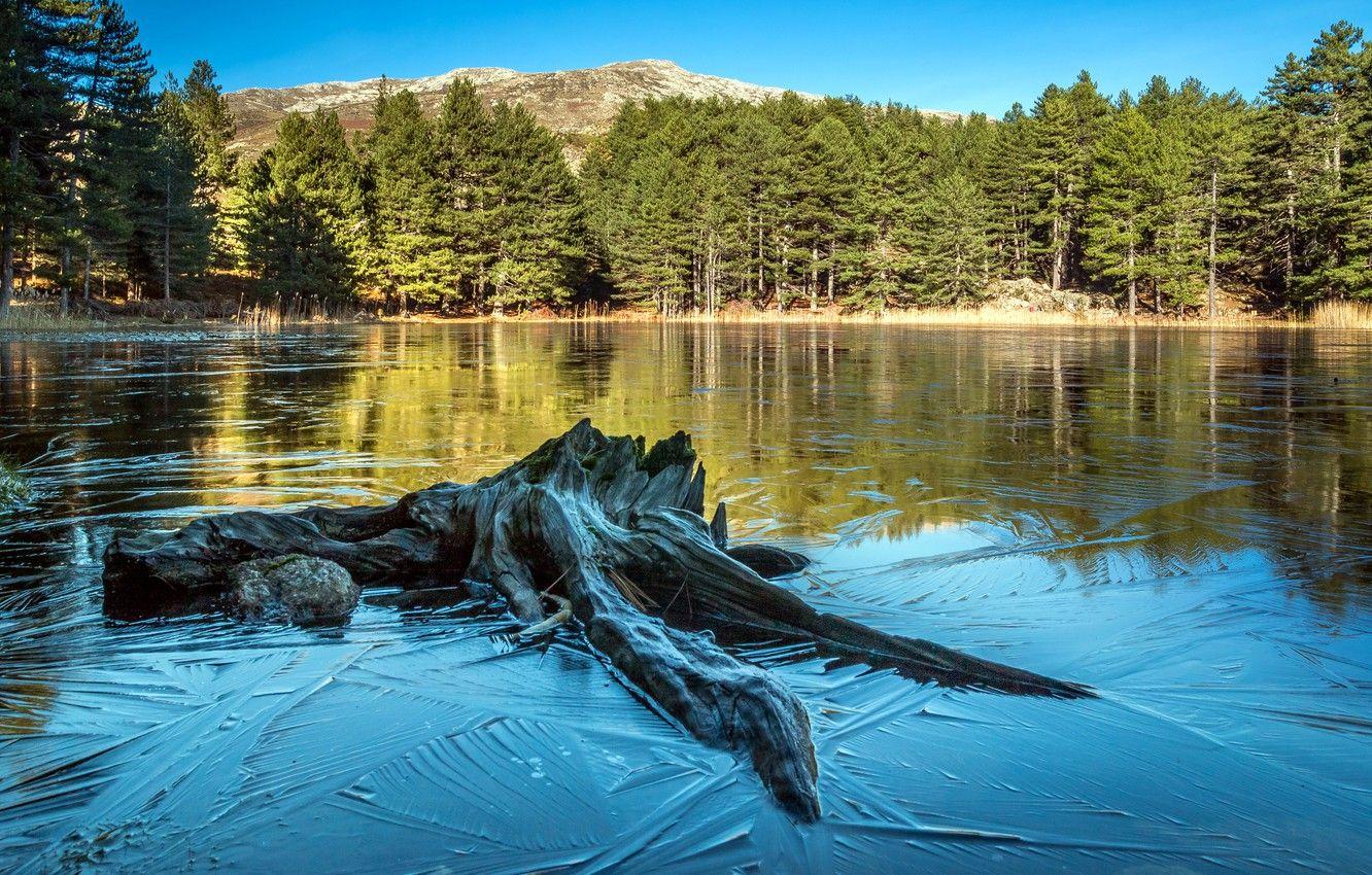 1332x850 Wallpaper forest, water, trees, lake, France, snag, Corsica image for desktop, section природа