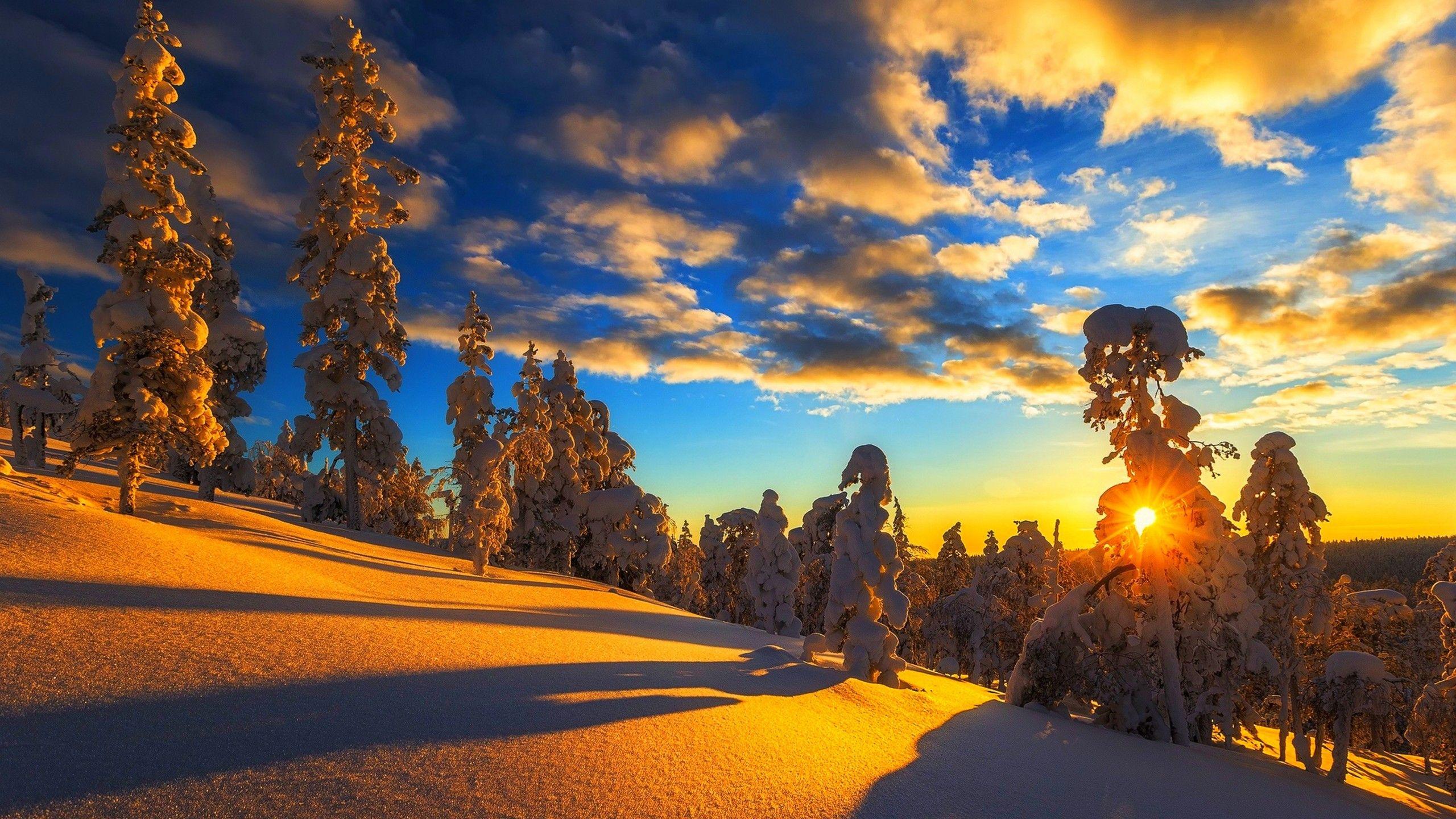 2560x1440 Wallpaper Sunset, Snow covered, Pine trees, Winter, 4K, Nature,. Wallpaper for iPhone, Android, Mobile and Desktop