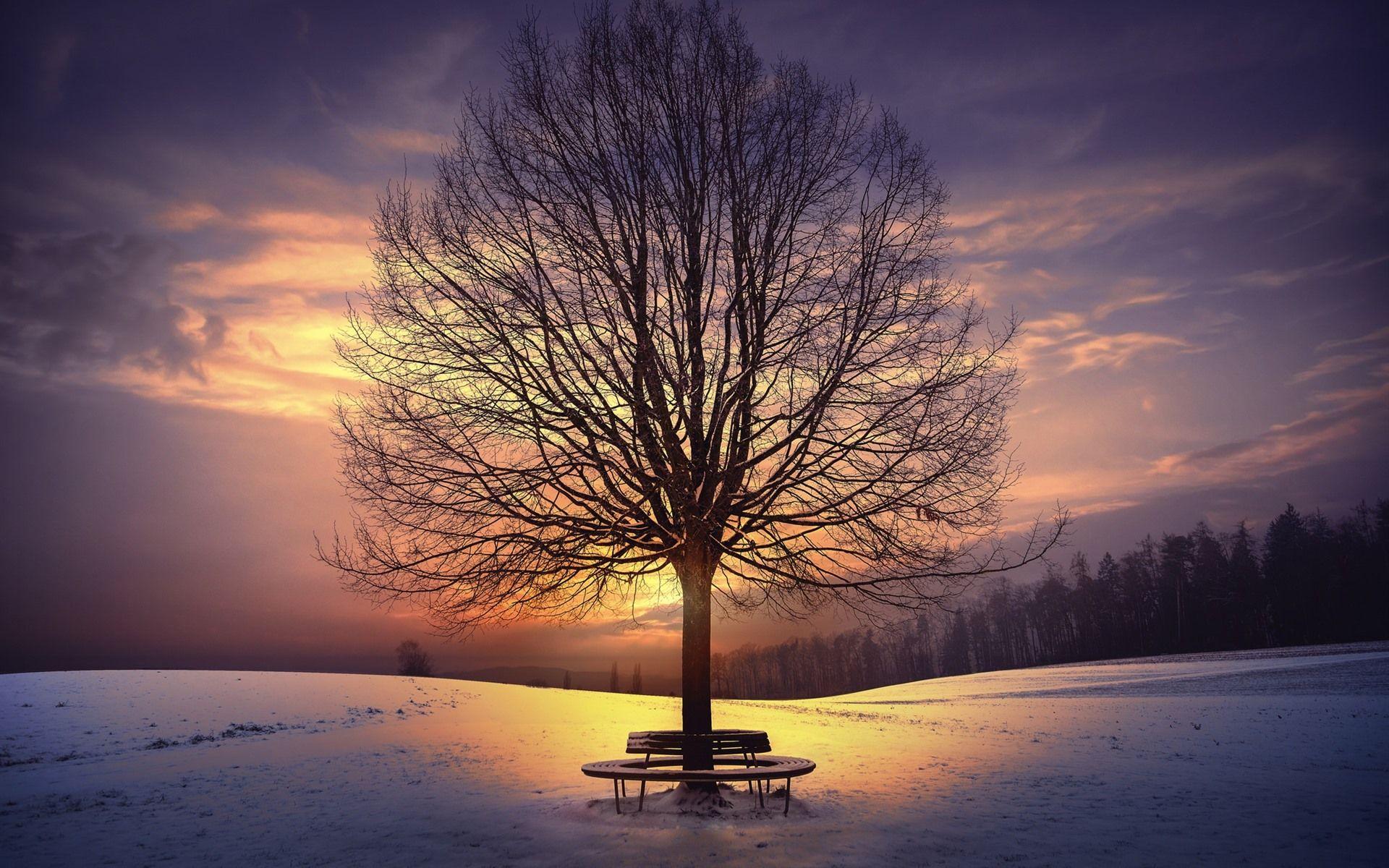 1920x1200 Trees, Bench, Snow, Sunset, Winter 750x1334 IPhone 8 7 6 6S Wallpaper, Background, Picture, Image
