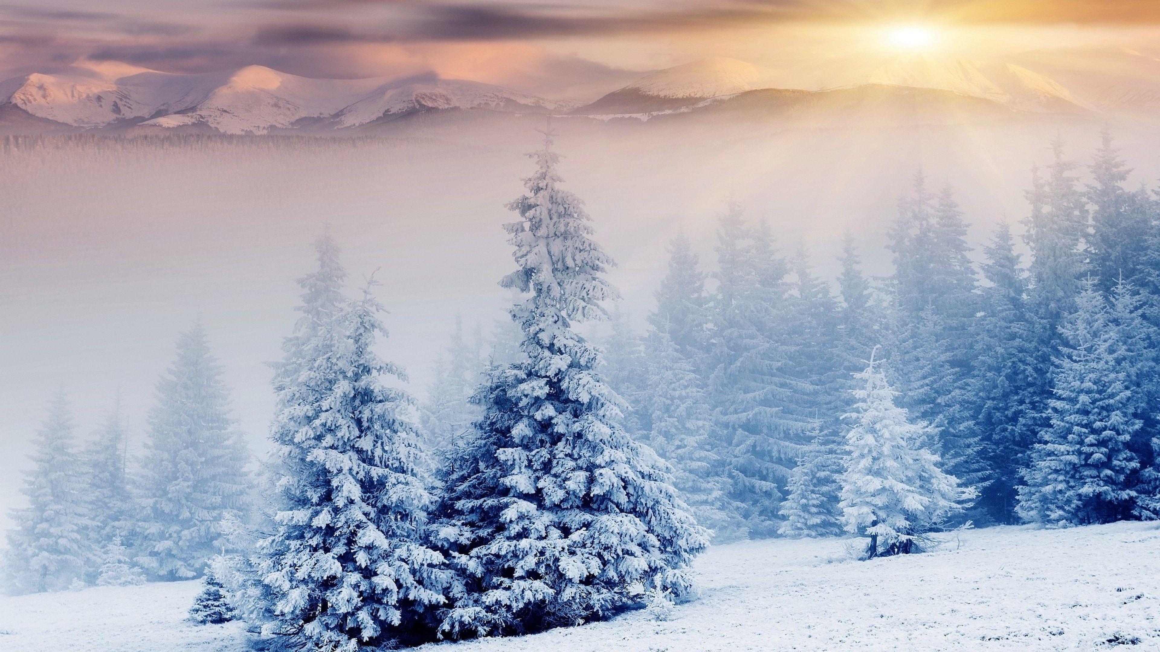 3840x2160 Download 3840x2160 Snow, Sunset, Trees, Winter Wallpaper for UHD TV