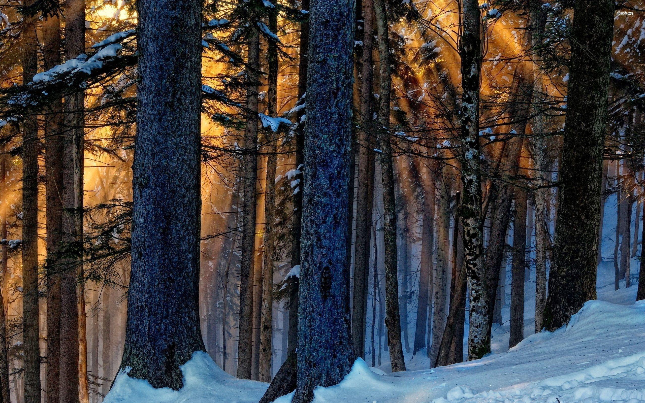 2560x1600 Wallpaper Murals Winter wallpaper Snow Forest sunrise sunset Wall Mural Photo nature woods trees Home & Garden vibranthns.lk