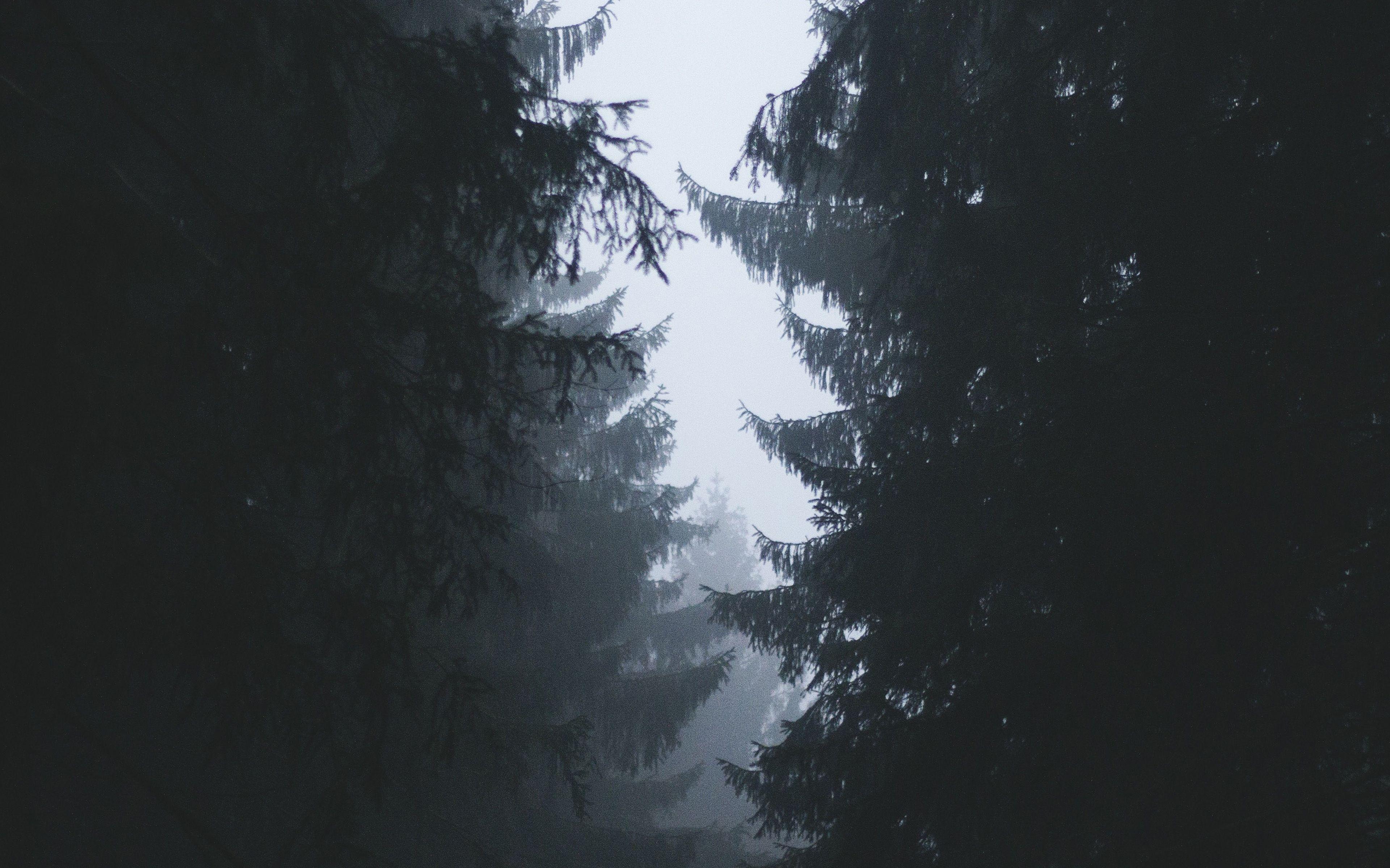 3840x2400 Wood Tree Simple Nature Wallpaper