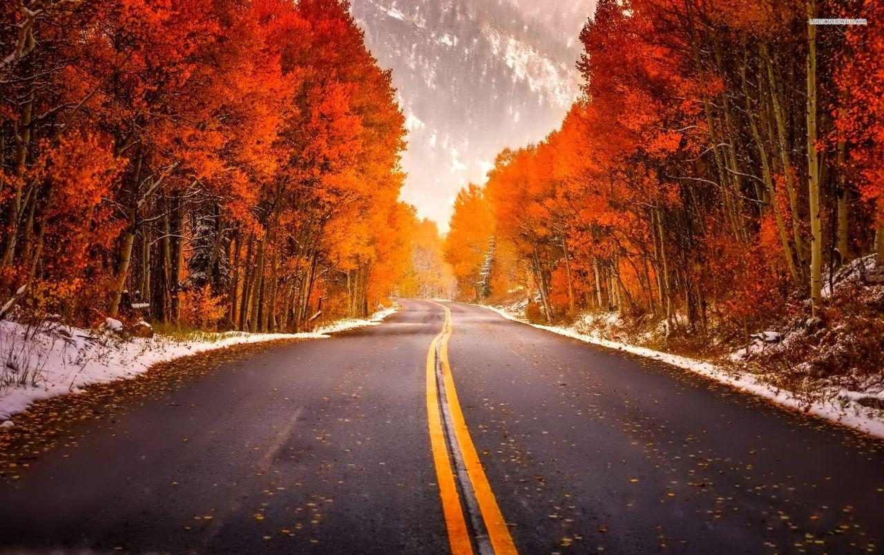 1280x804 Orange Autumn Forest & Road wallpaper. Orange Autumn Forest & Road