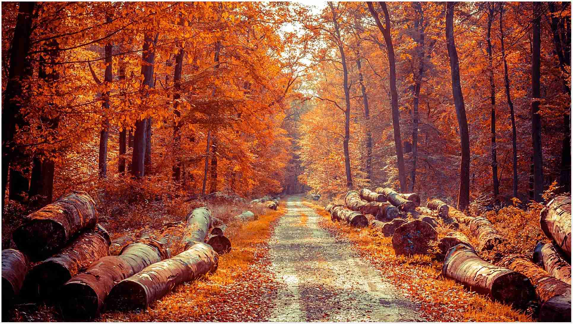 1931x1091 Autumn forest wallpaper download free Wallpaper Wise