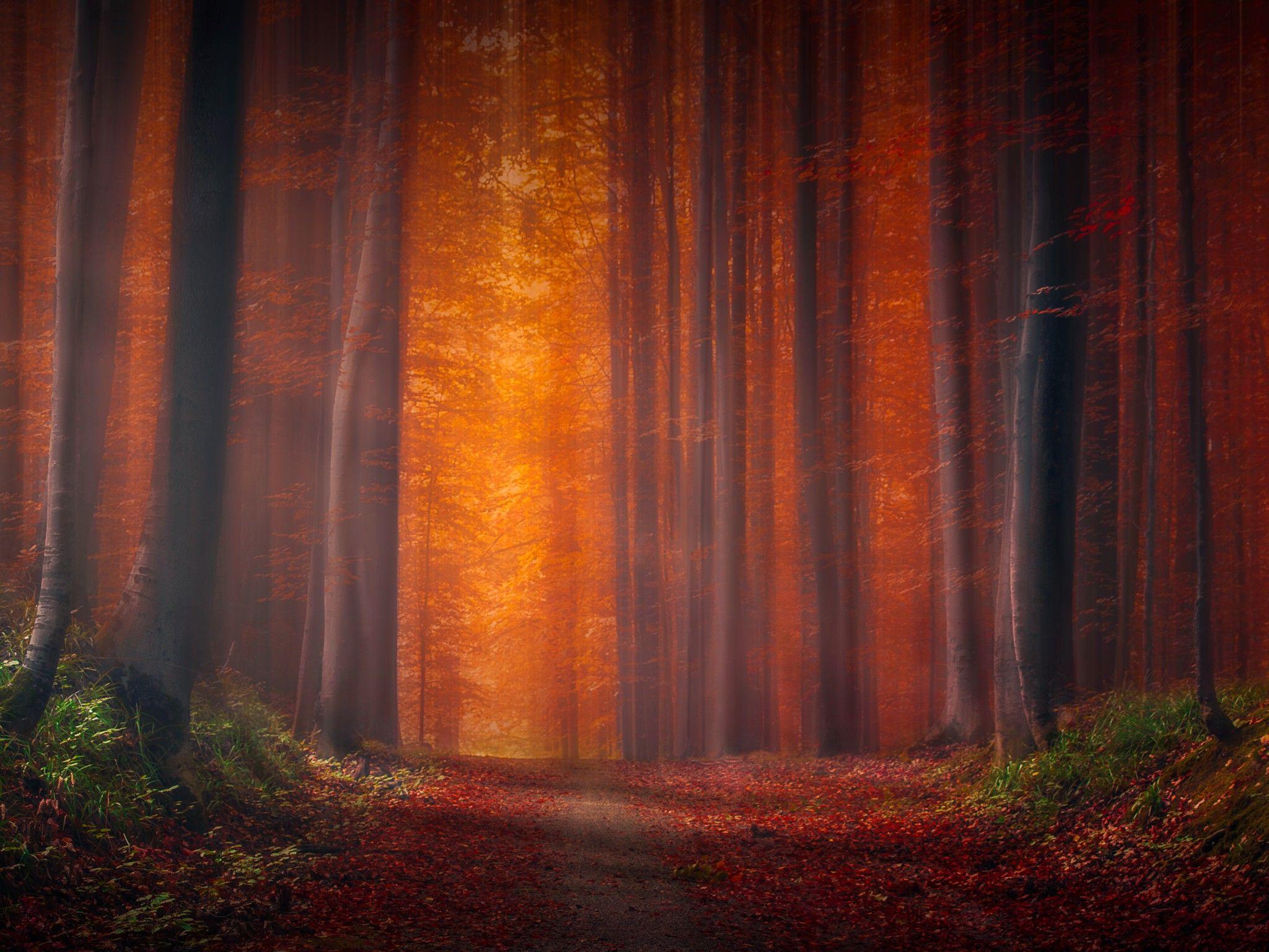 2048x1536 Autumn forest 4K Wallpaper, Pathway, Fallen Leaves, Sunset, Landscape, Orange, Trees, Woods, 5K, Nature