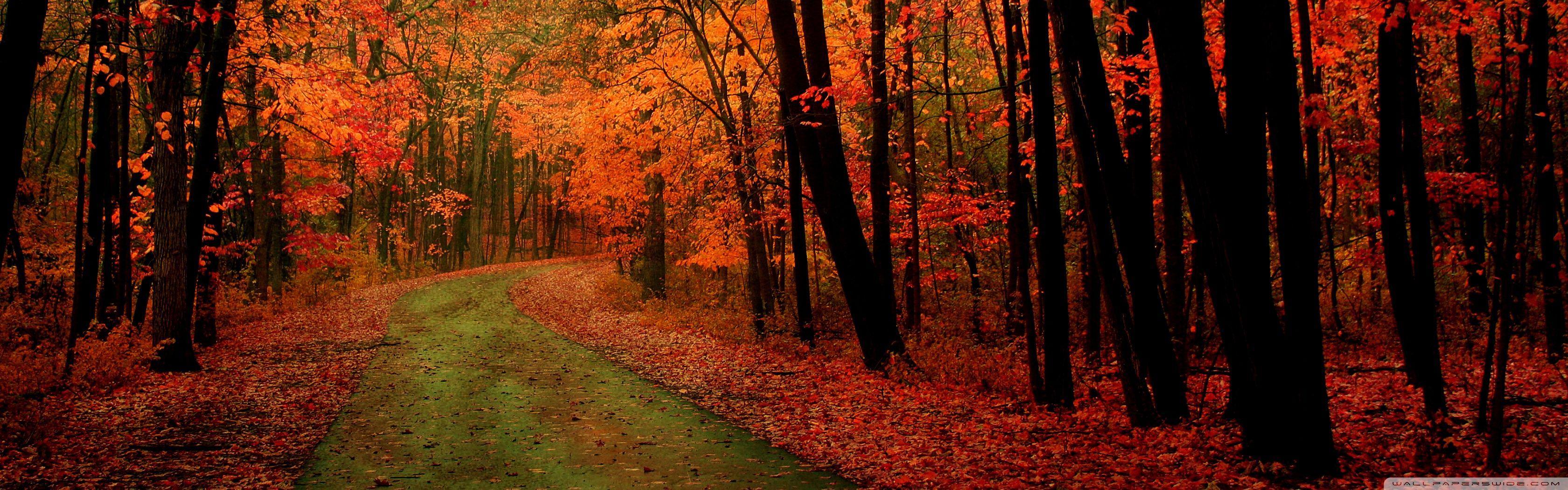 3360x1050 Orange Forest Ultra HD Desktop Background Wallpaper for : Multi Display, Dual Monitor : Tablet