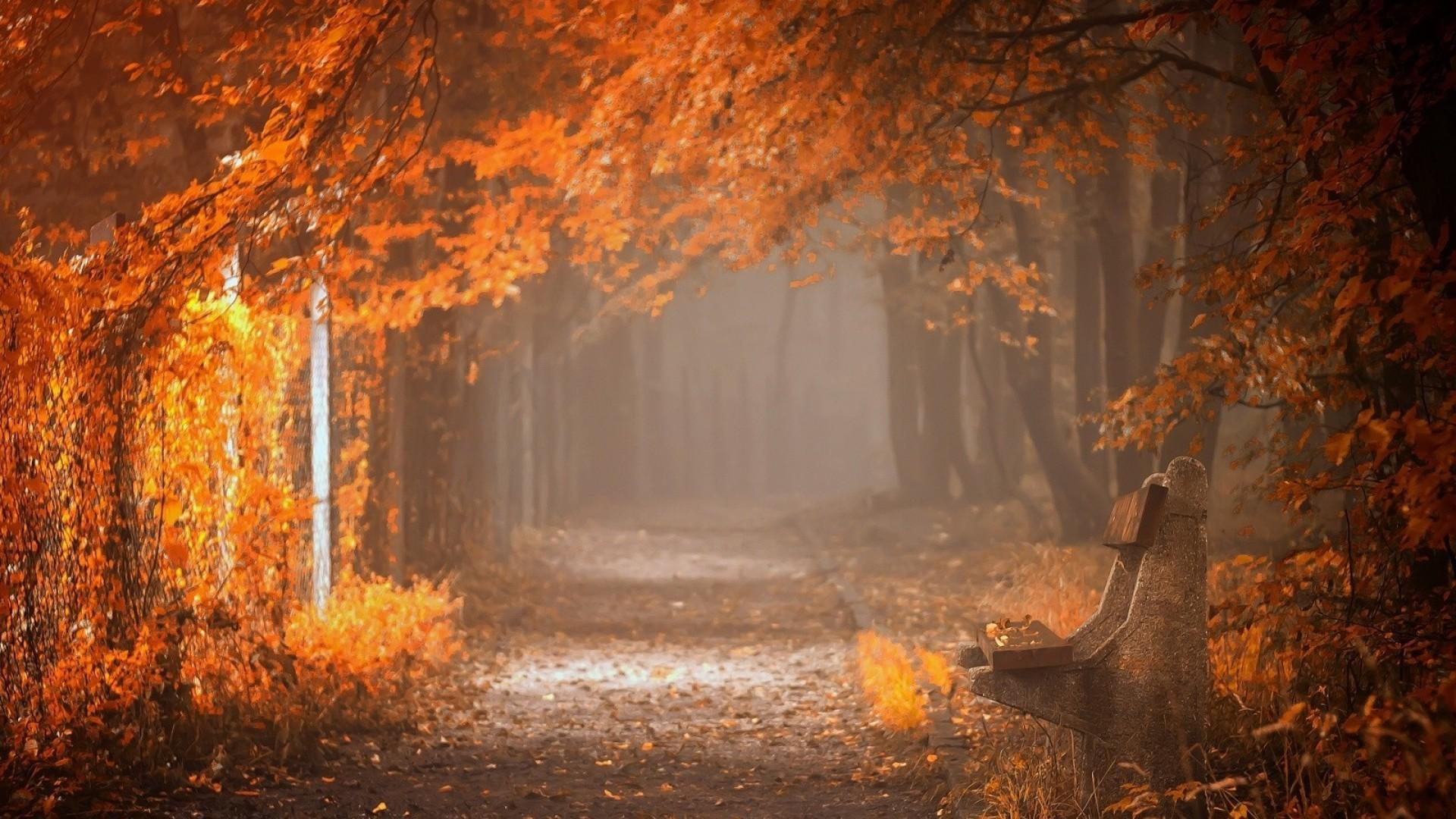 1920x1080 Amber Forest Wallpaper for Android