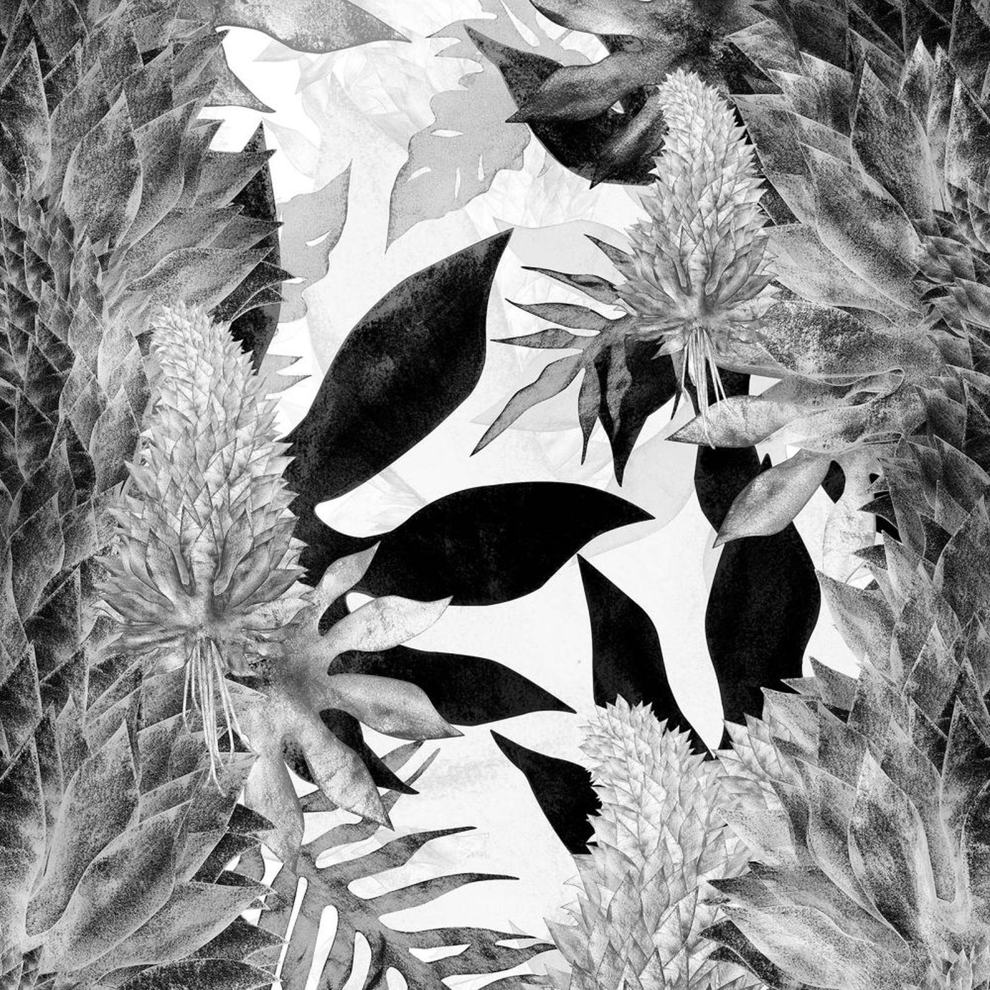 Black and White Tropical Wallpapers - Top Free Black and White Tropical