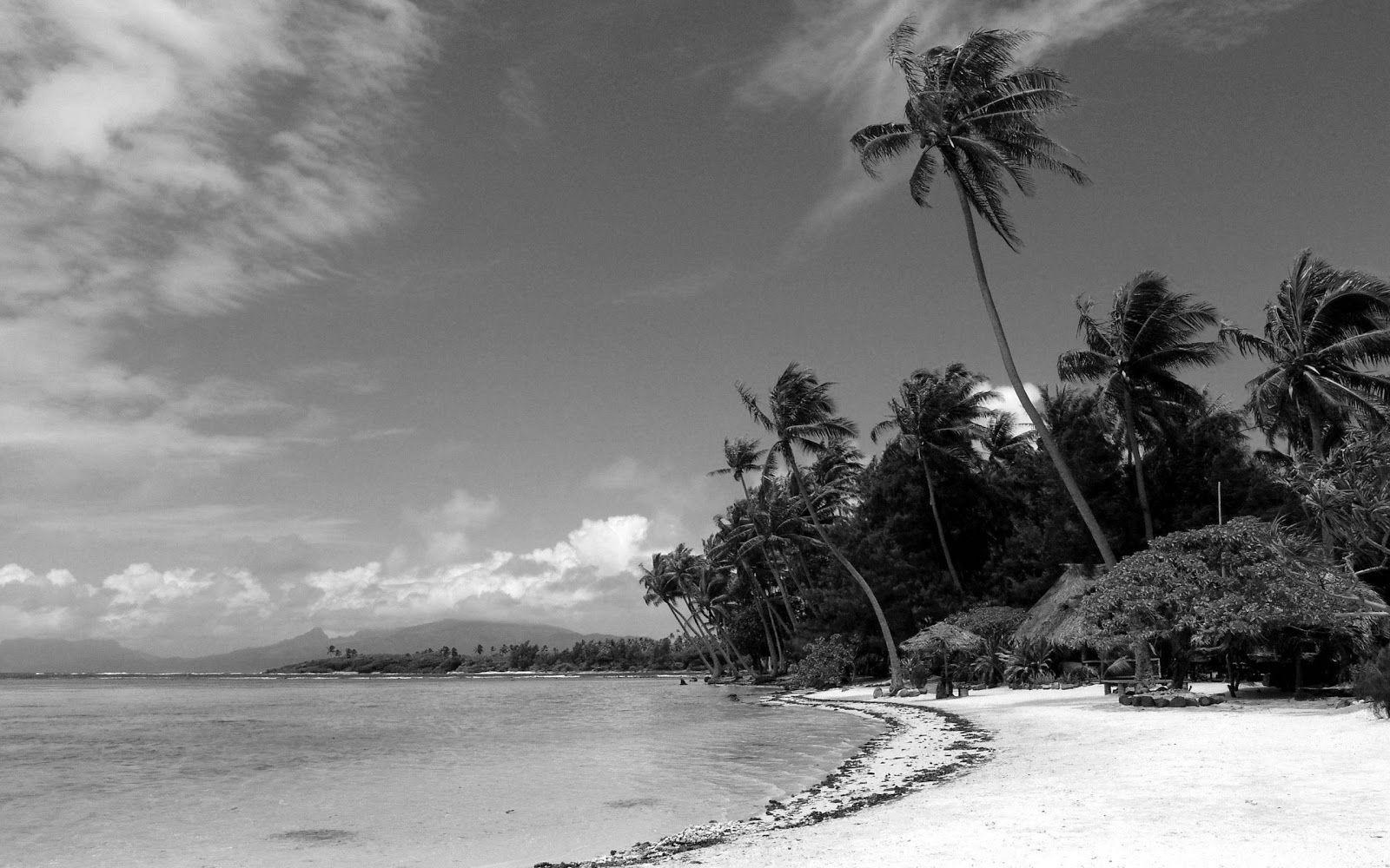 black-and-white-tropical-wallpapers-top-free-black-and-white-tropical