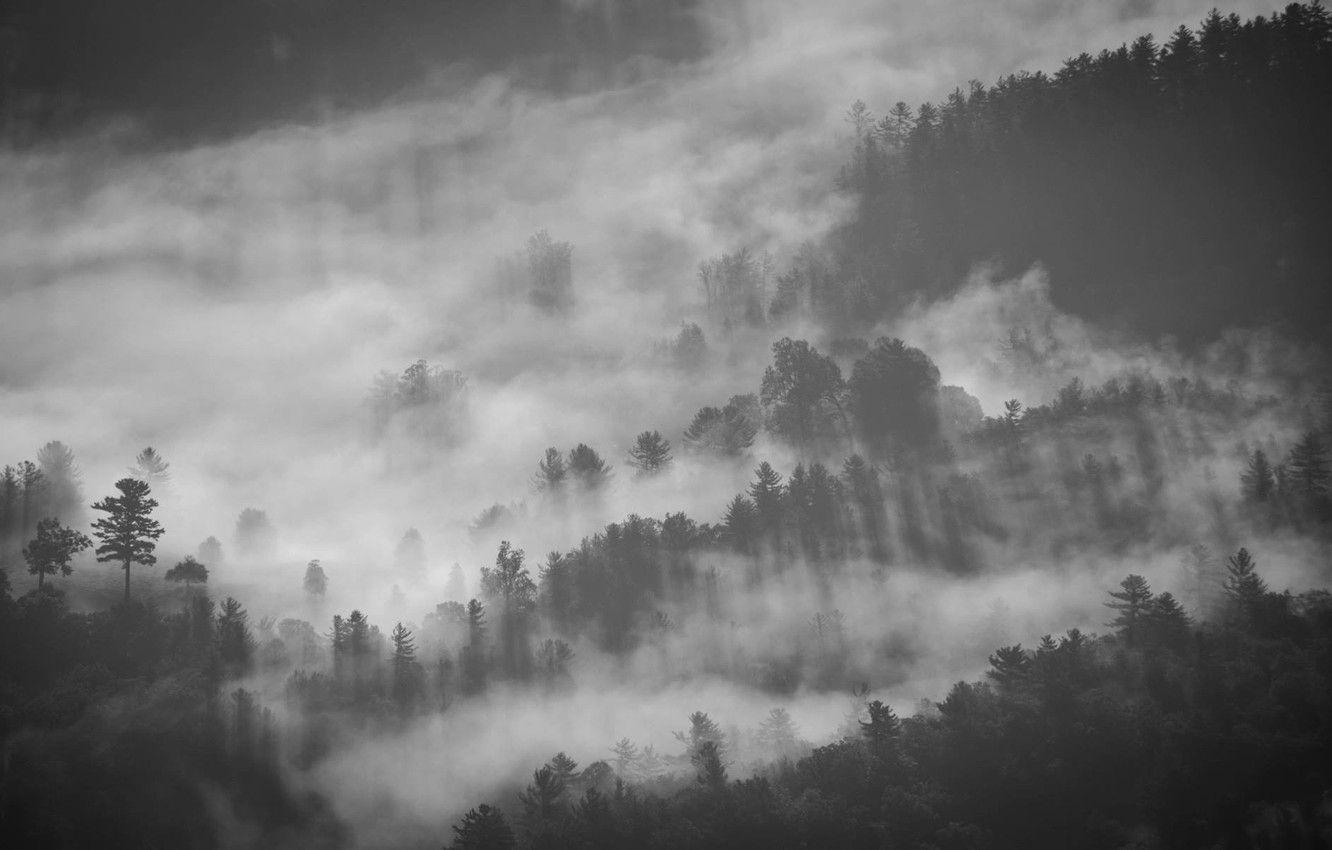1332x850 Wallpaper Fog, Smoke, Forest, Grey, Rays, Black, Pine, Twilight, Darkness, Sadness image for desktop, section пейзажи