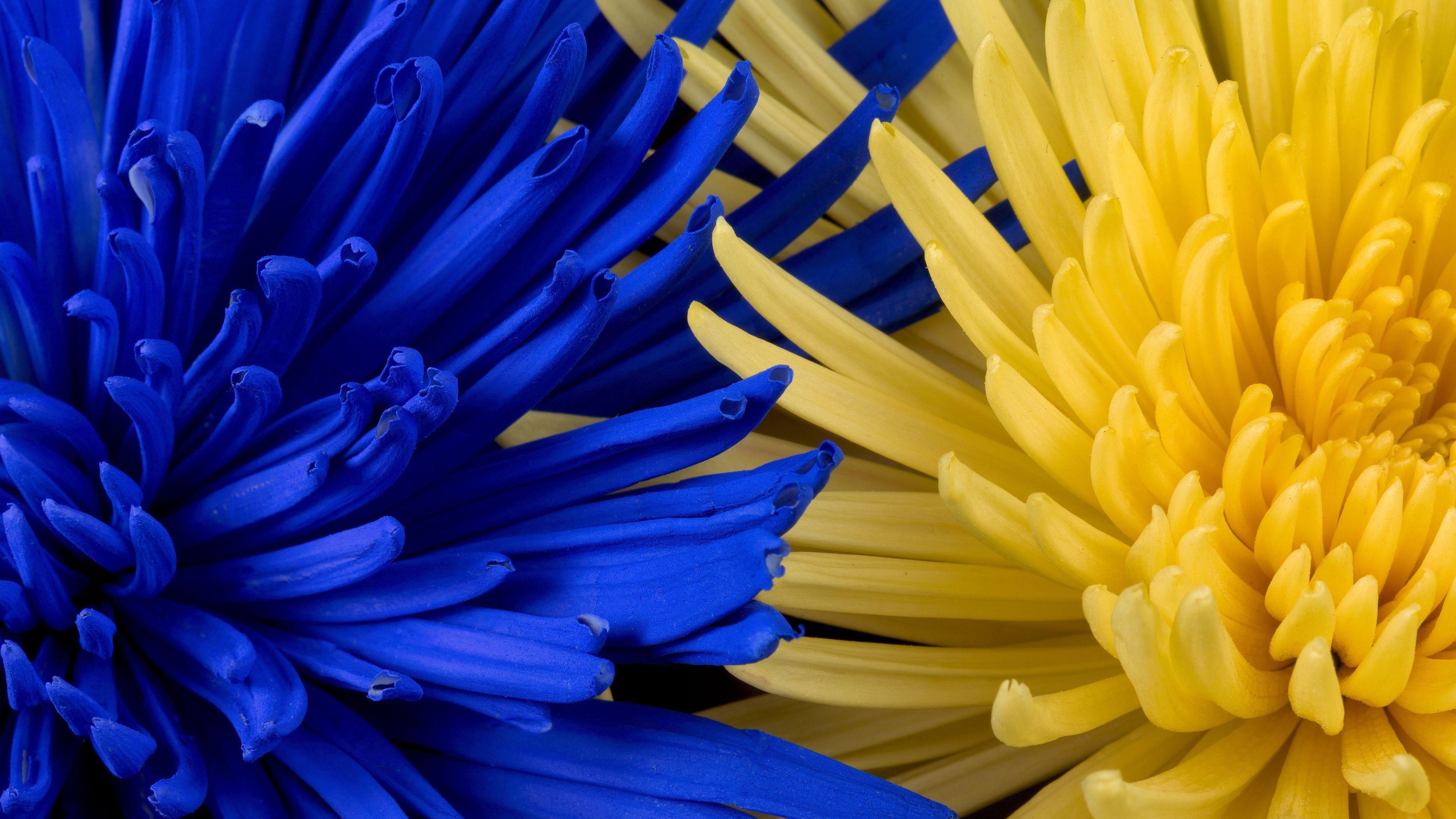 Blue And Yellow Floral Wallpaper