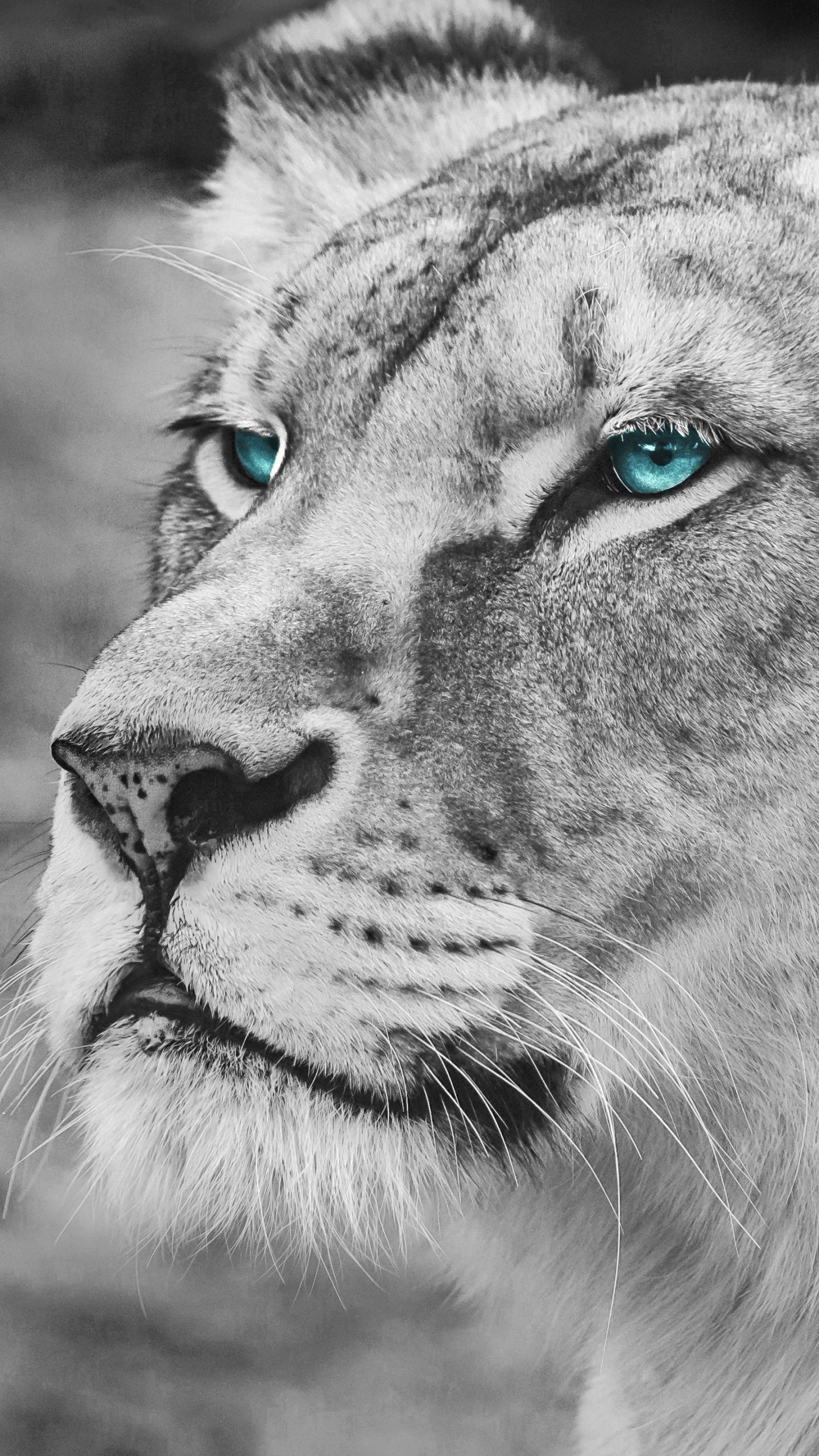 1440x2560 Lion Black and White 4K UHD Wallpaper for UltraHD Desktop and TV : Widescreen and UltraWide Display : Smartphone and Tablet Devices