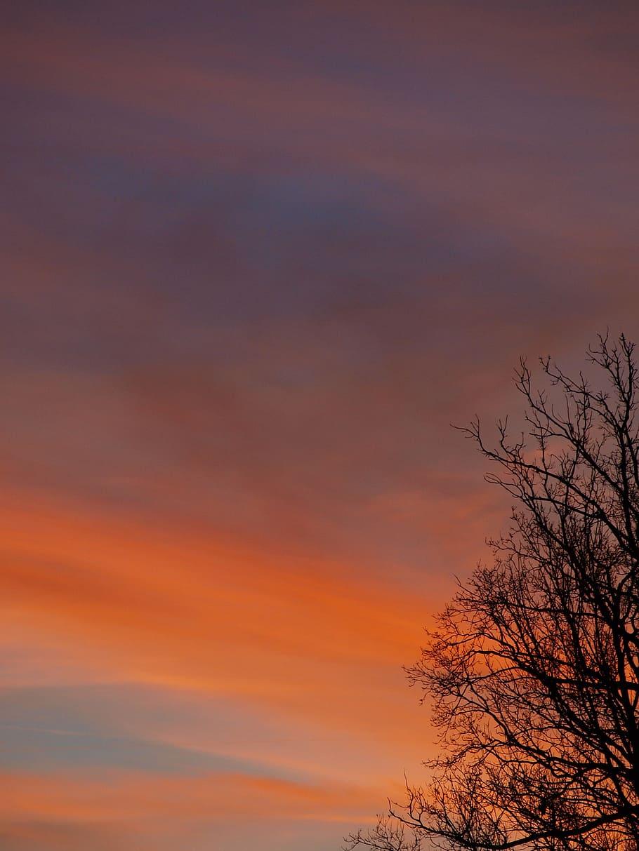 910x1213 afterglow, mood, romantic, tree, aesthetic, silhouette, sunset, sky, cloud, beauty in nature