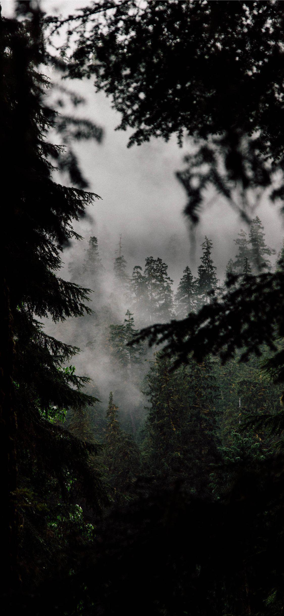 1125x2436 In the Quiet Woods iPhone X Wallpaper Free Download