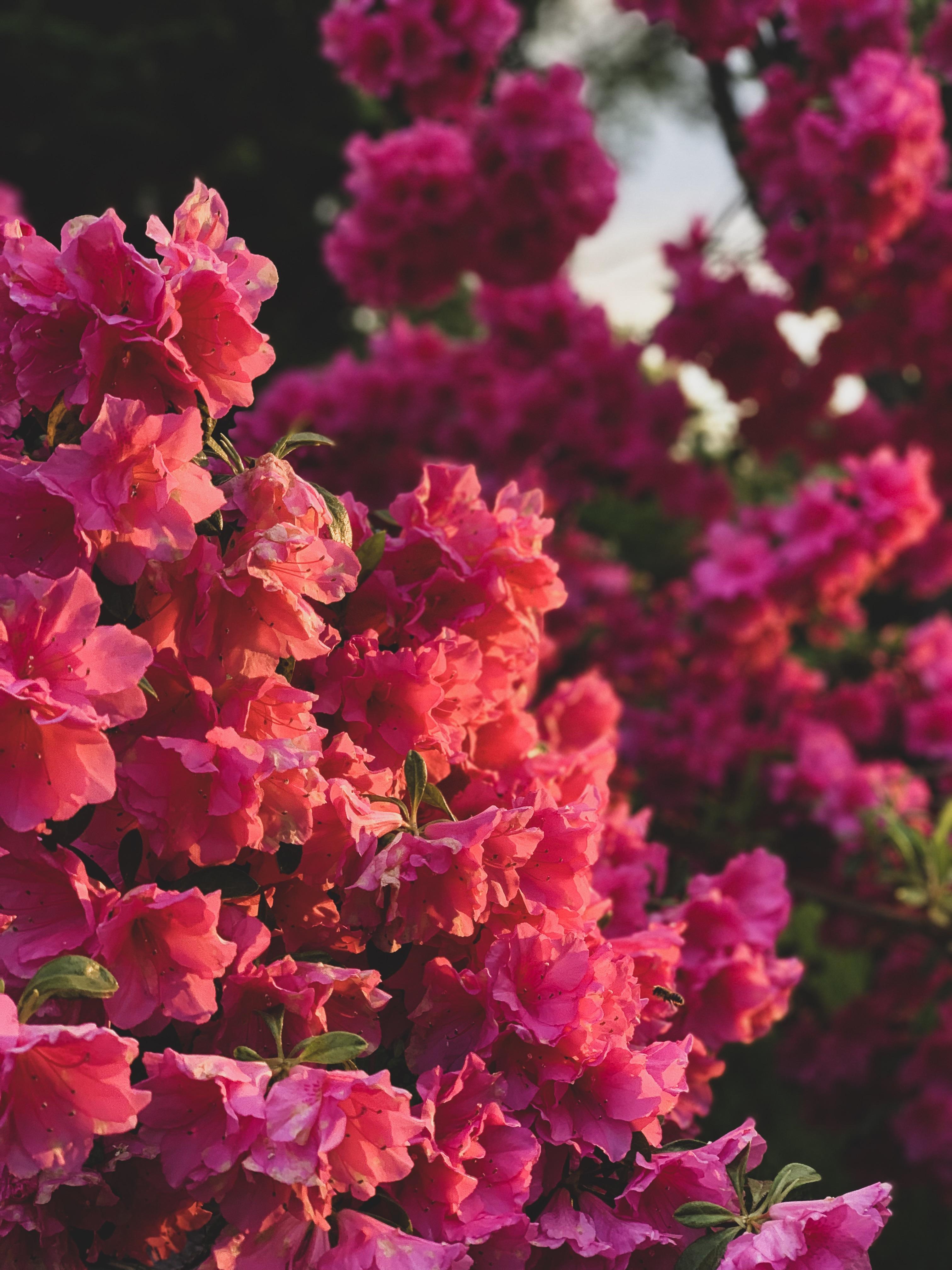 Bright Floral iPhone Wallpapers Top Free Bright Floral iPhone