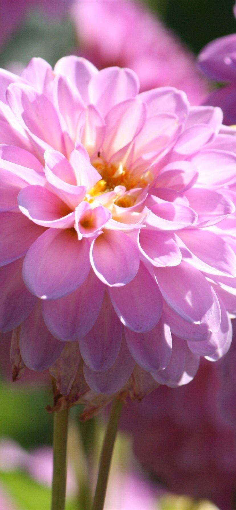 828x1792 Pink Dahlia Bloom, Mùa xuân, Sáng 828x1792 Hình nền iPhone 11 XR, Lý lịch, Hình ảnh, Hình ảnh