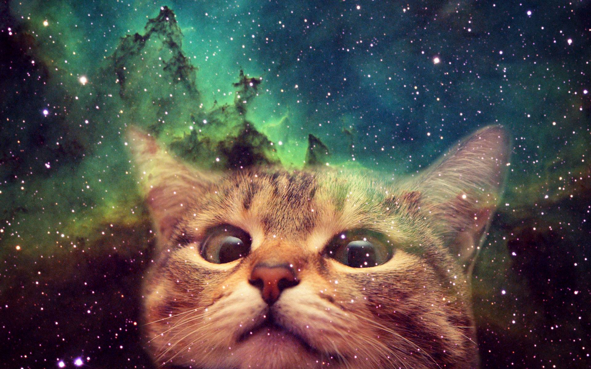 Cats In Space Wallpaper Ipad