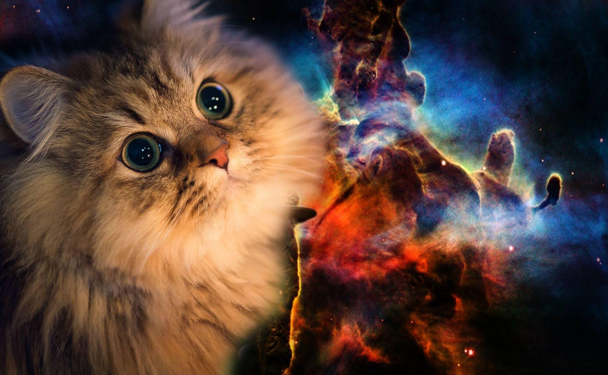 Cats in Space Wallpapers - Top Free Cats in Space Backgrounds - WallpaperAccess