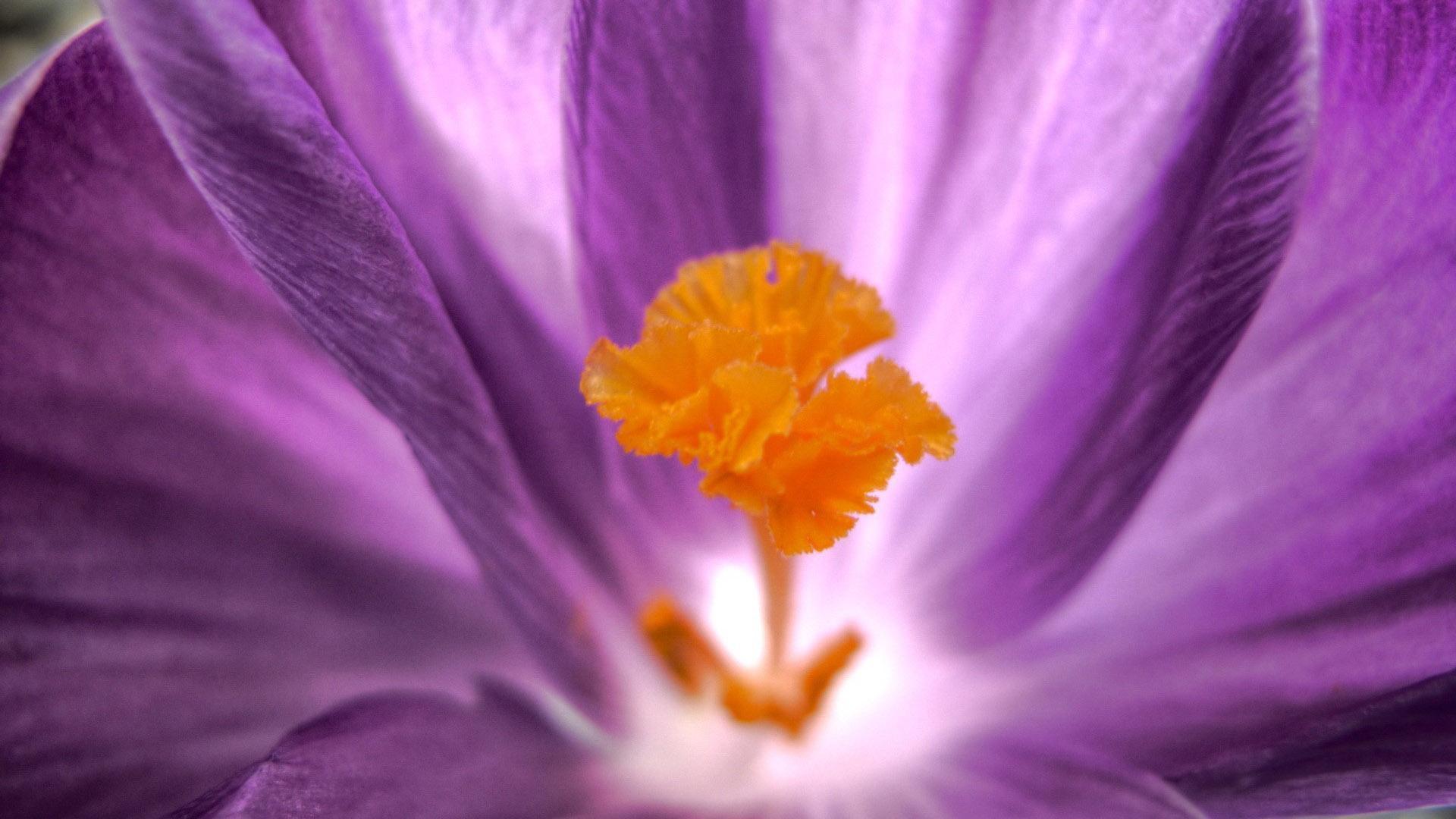 1920x1080 Purple haze. Flower wallpaper for Android