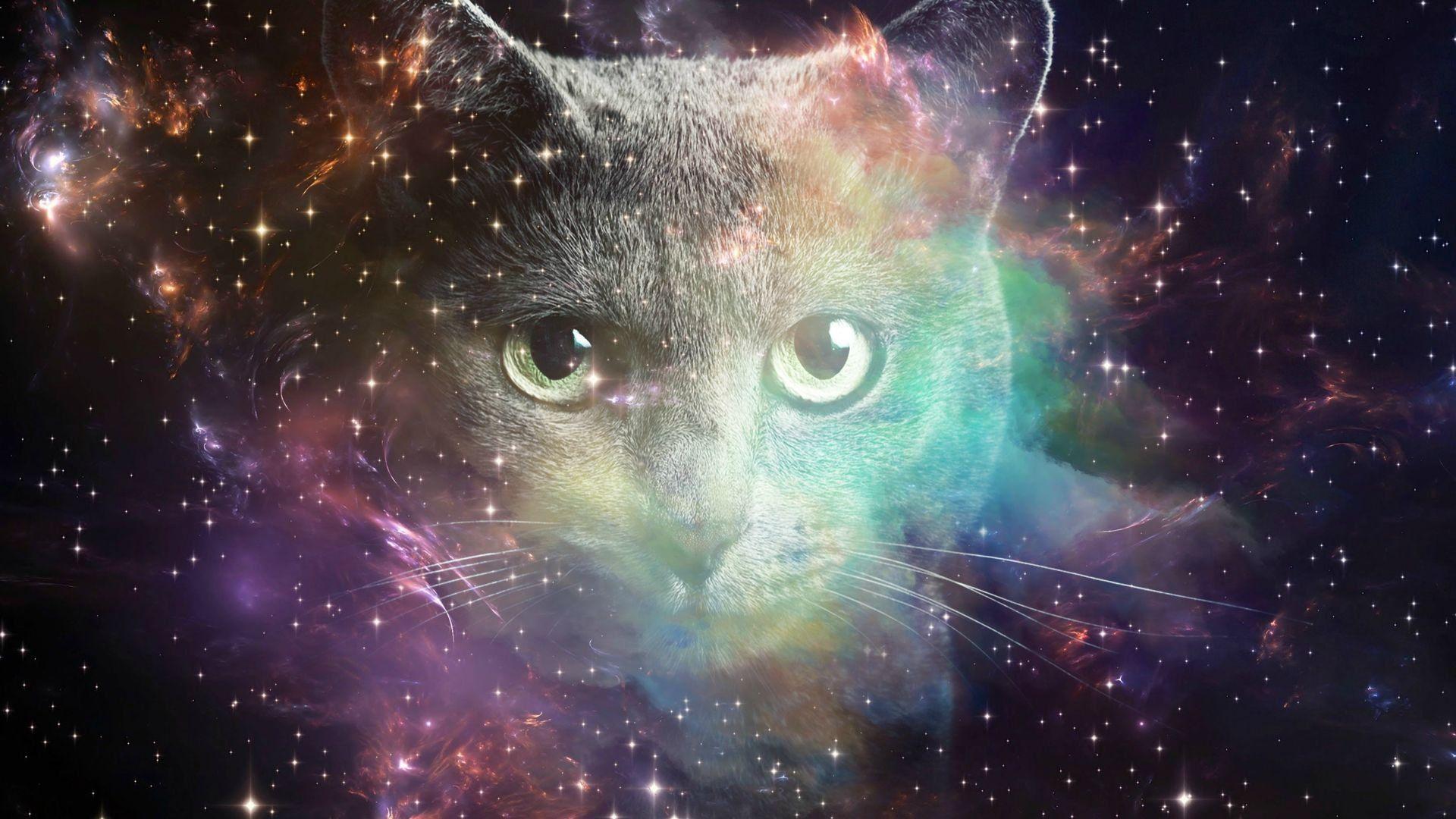 Cats in Space Wallpapers - Bigbeamng Store