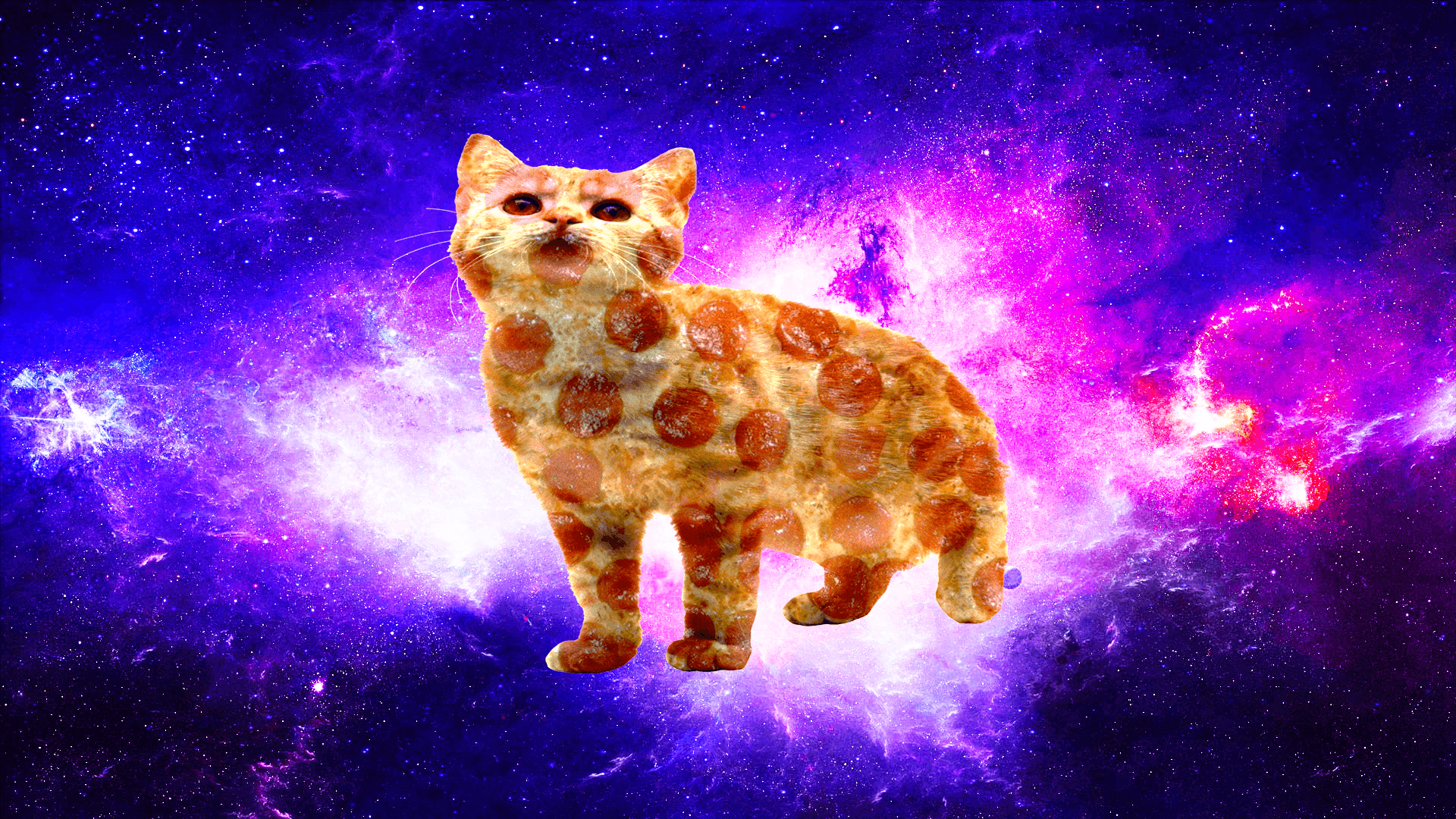  Cats in Space Wallpapers Top Free Cats in Space 