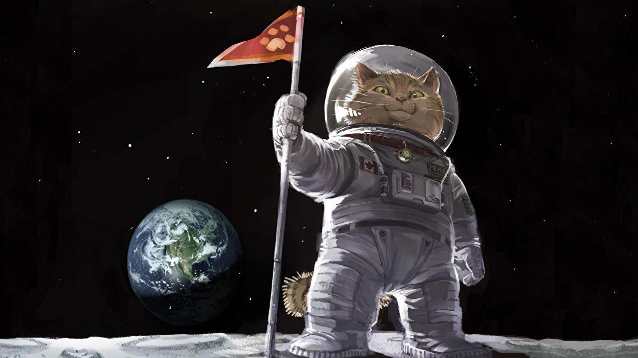 1280x720 Hài hước Mèo Trái đất Du hành vũ trụ Động vật Mặt trăng https://wallpaperaccess.com/full/439180.jpg