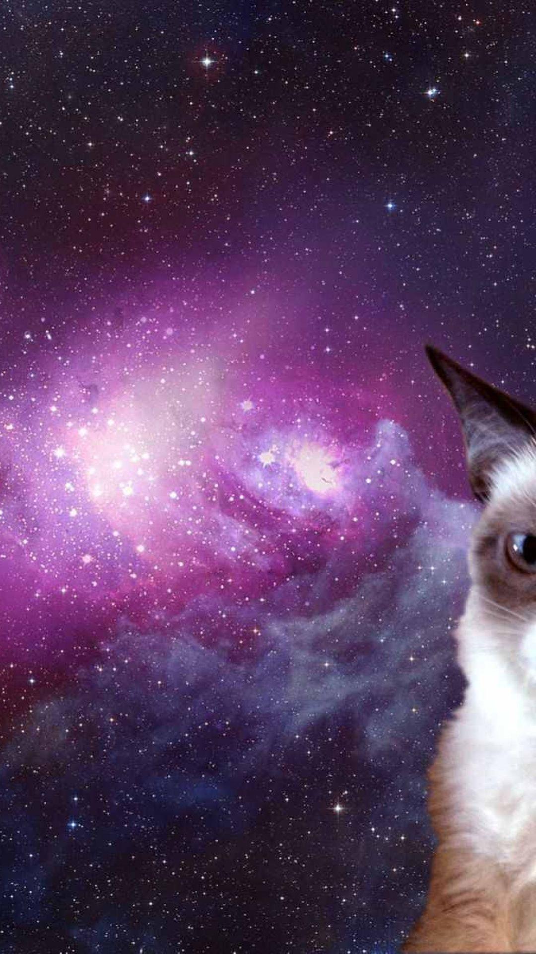 Cats in Space Wallpapers - Top Free Cats in Space Backgrounds ...