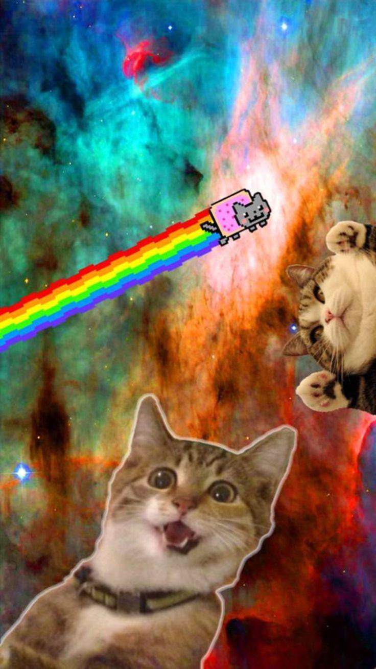 Cats in Space Wallpapers - Top Free Cats in Space Backgrounds ...