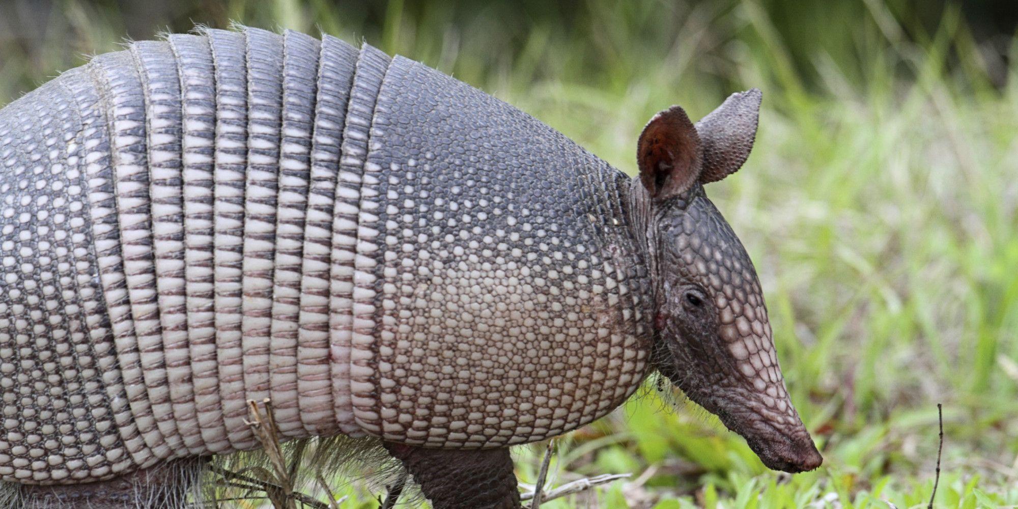 2000x1000 Armadillo wallpaper, Animal, HQ Armadillo pictureK Wallpaper 2019