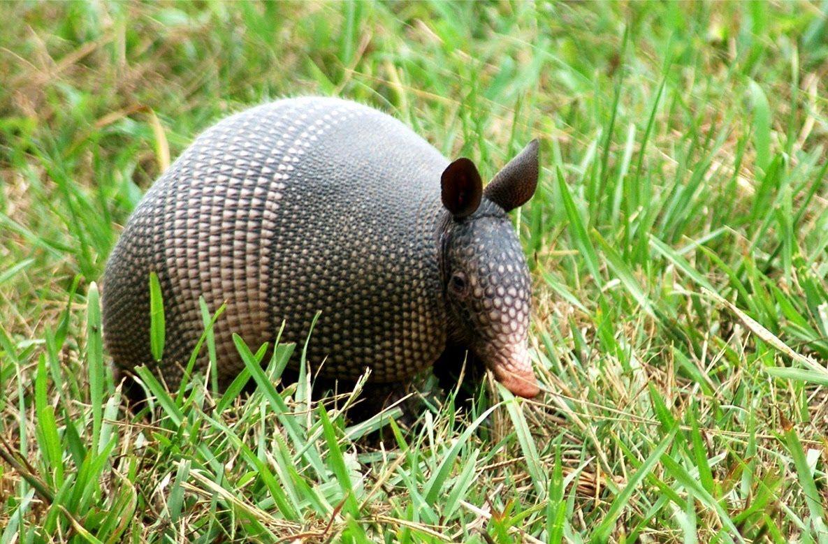 Armadillo Wallpapers - Top Free Armadillo Backgrounds - WallpaperAccess