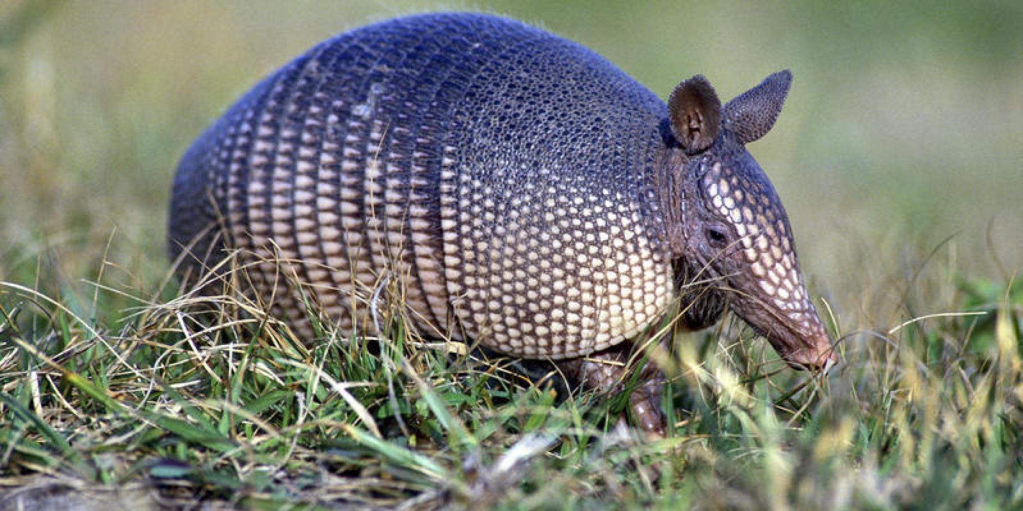 Armadillo Wallpapers - Top Free Armadillo Backgrounds - WallpaperAccess