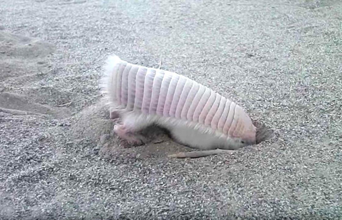 1121x724 Pink Fairy Armadillo Wallpaper