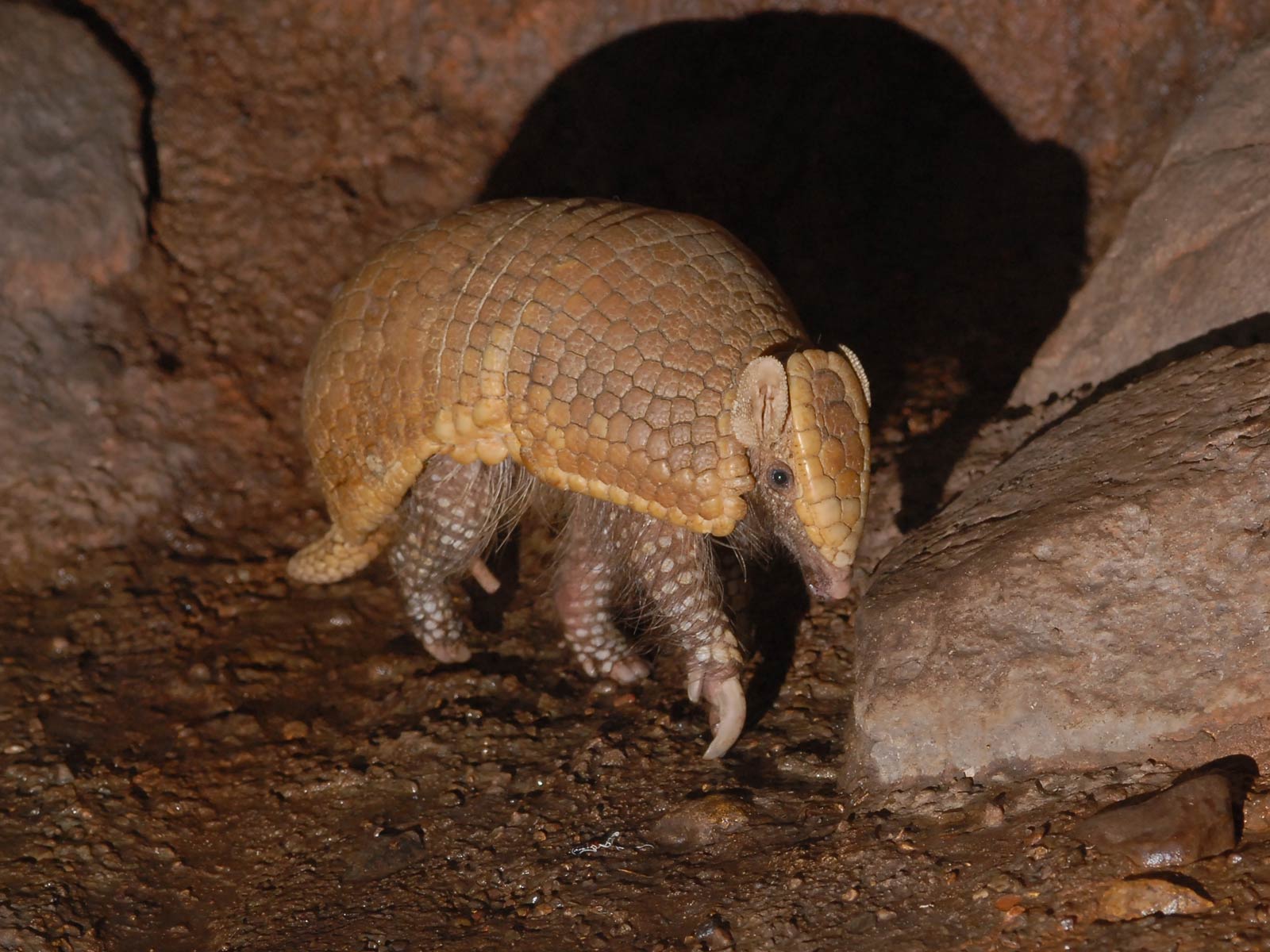 1600x1200 Armadillo Wallpaper