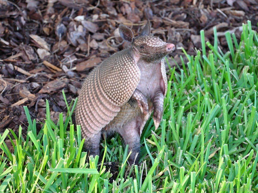 1024x768 Animal Armadillo