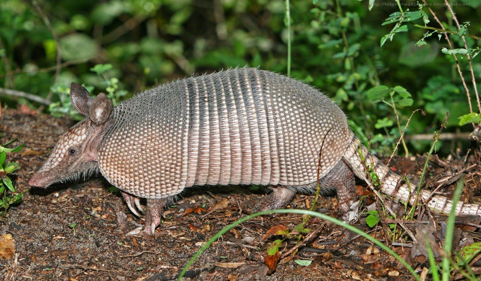 Armadillo Wallpapers - Top Free Armadillo Backgrounds - WallpaperAccess