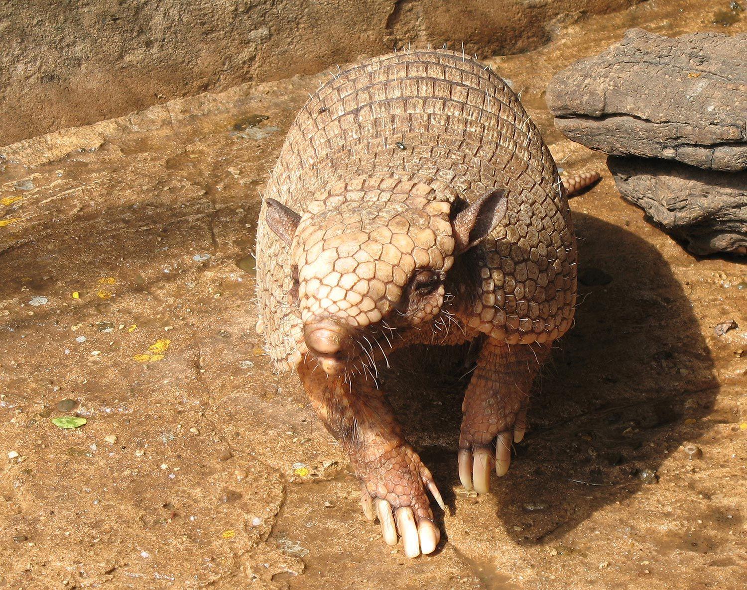 Armadillo Wallpapers - Top Free Armadillo Backgrounds - WallpaperAccess