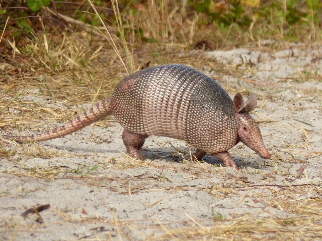 1024x768 Nine Banded Armadillo (Dasypus Novemcinctus) · INaturalist.ca
