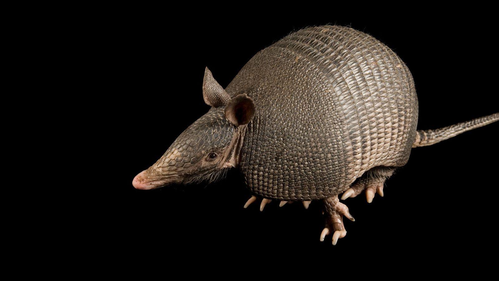 Armadillo Wallpapers - Top Free Armadillo Backgrounds - WallpaperAccess