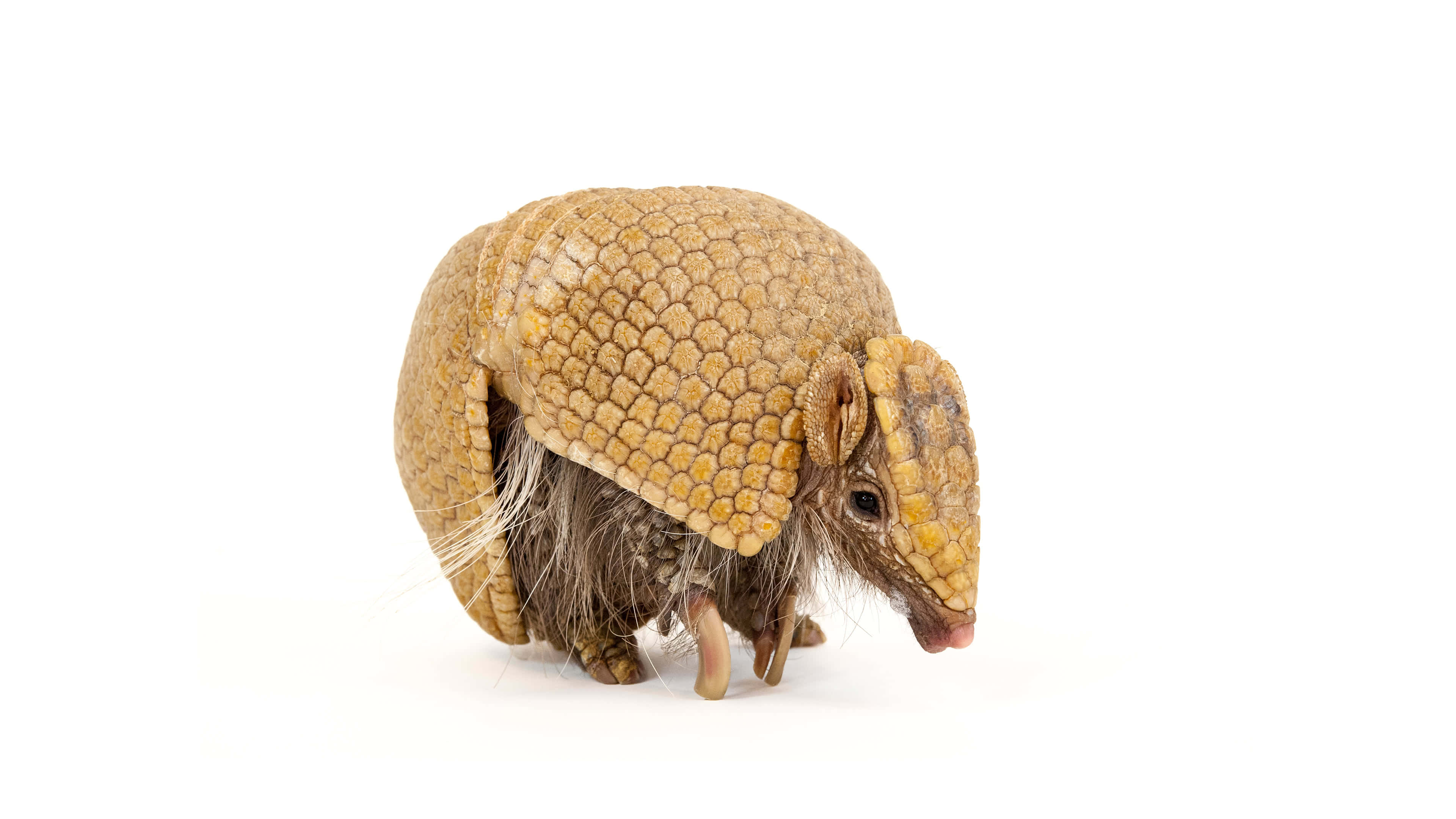 3840x2160 Southern Three Banded Armadillo UHD 4K Wallpaper