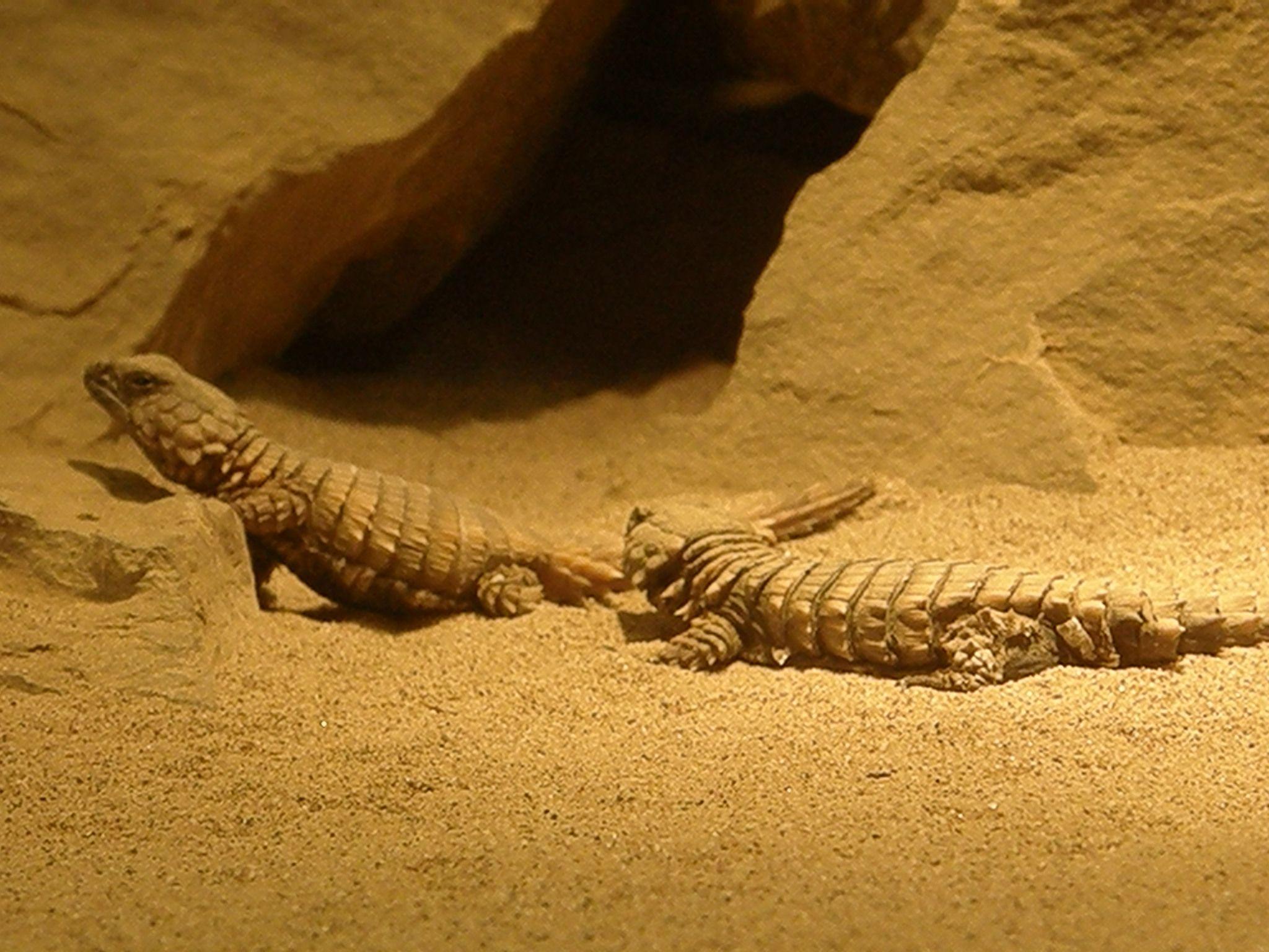 2048x1536 Armadillo girdled lizard