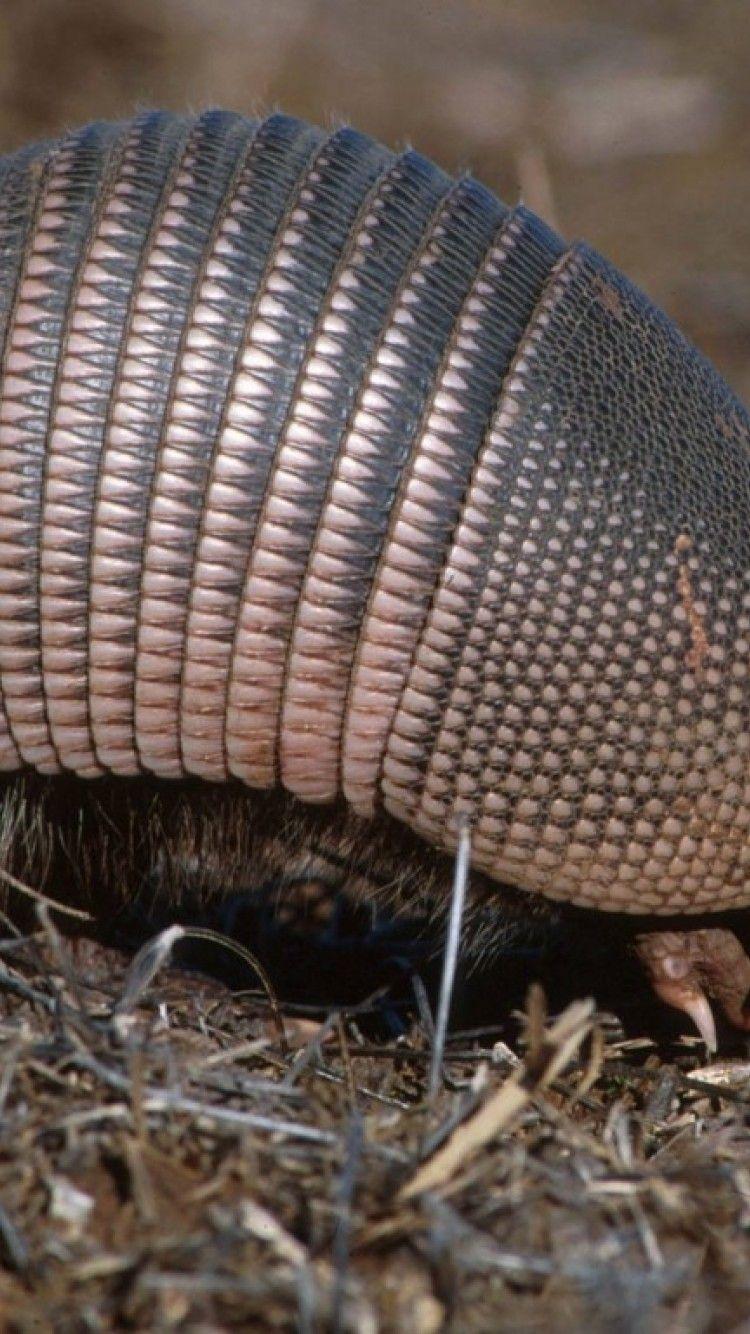 750x1334 Armadillo HD Wallpaper iPhone 6 / 6S