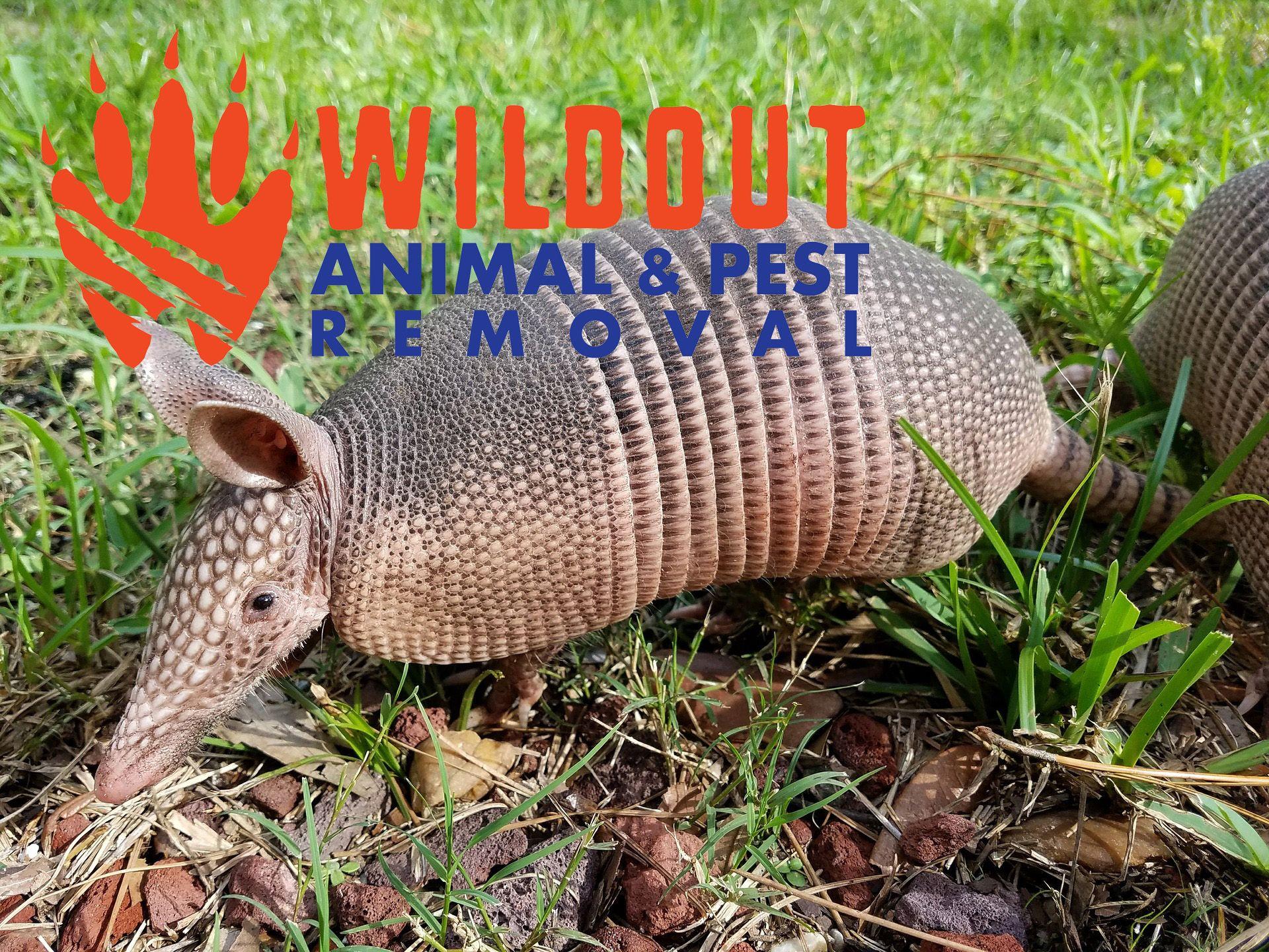 1920x1440 How to Keep Armadillos Out of Your Property: ⋆ Wildout Animal & Pest Removal