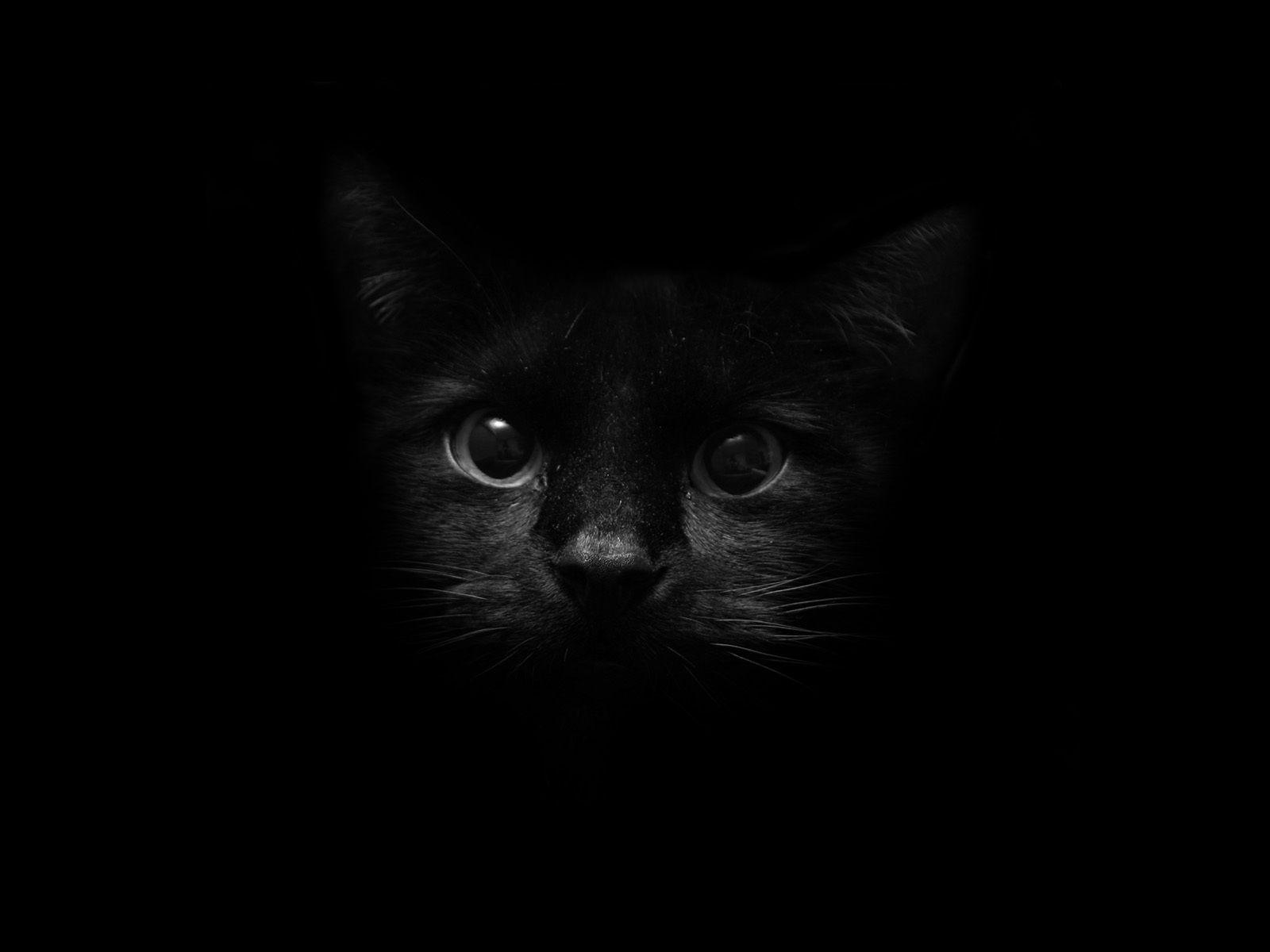 Hình nền mèo đen 1600x1200 https://wallpaperaccess.com/full/439238.jpg