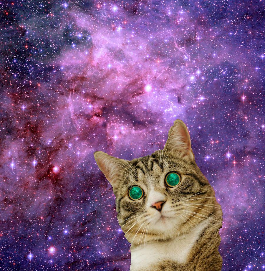 cat wallpapers laptop galaxy