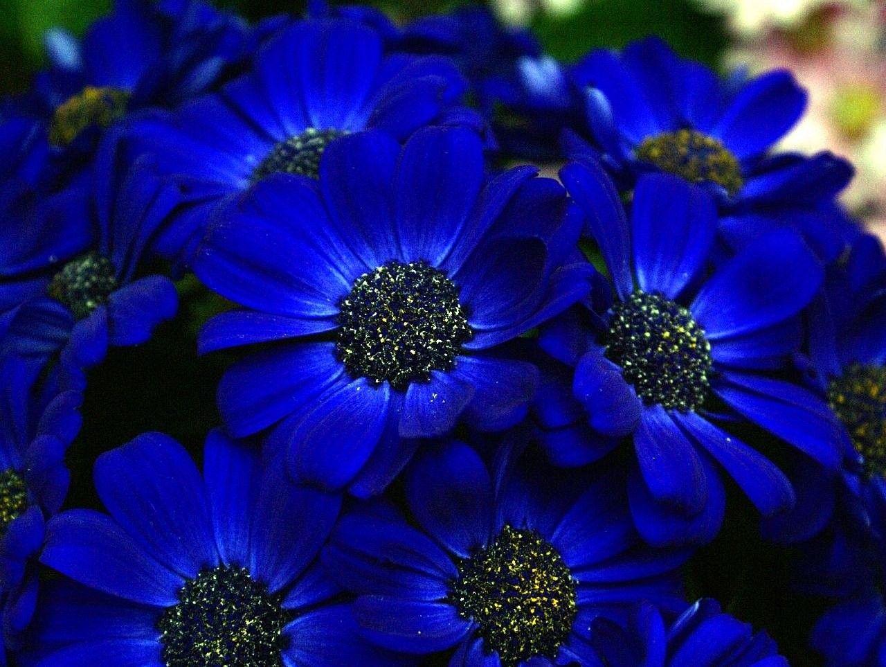 1280x963 Royal Blue Flowers Effect Nature Blur Flower Wallpaper For Computer
