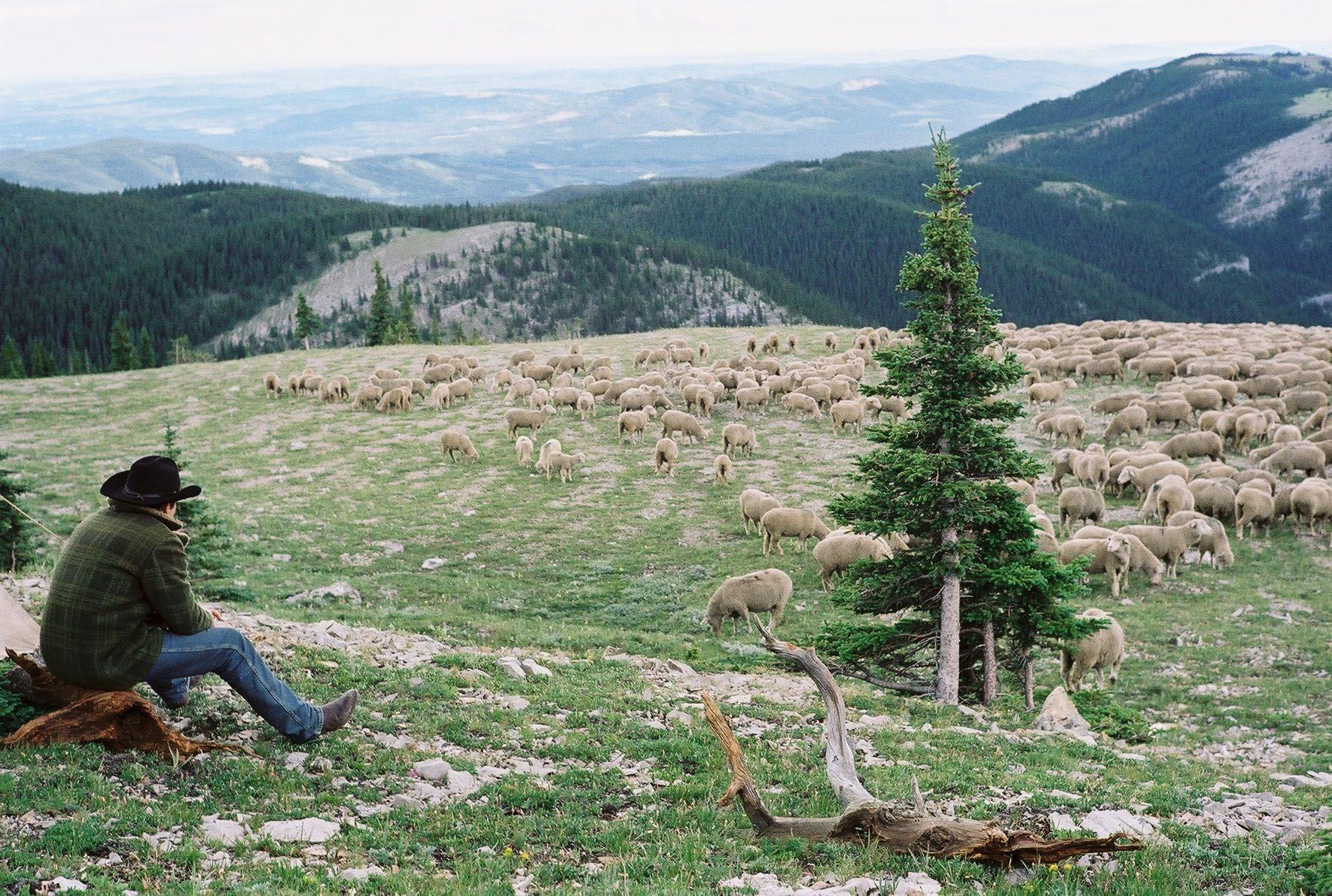 Brokeback Mountain Wallpapers Top Free Brokeback Mountain Backgrounds