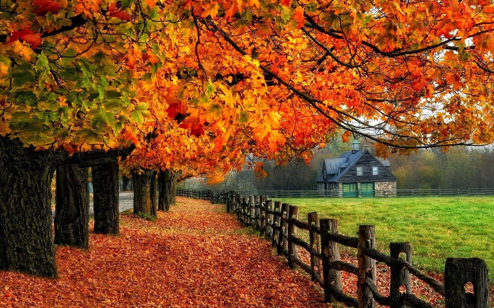 1920x1200 Autumn Wallpaper Examples for Your Desktop Background Development & Designing