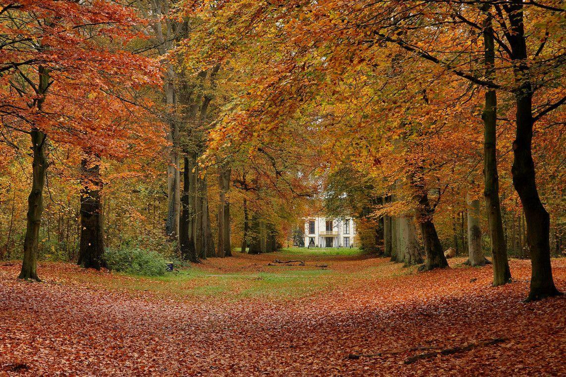 1142x761 Free Autumn Desktop Wallpaper. Desktop wallpaper fall, Autumn forest, Fall desktop background
