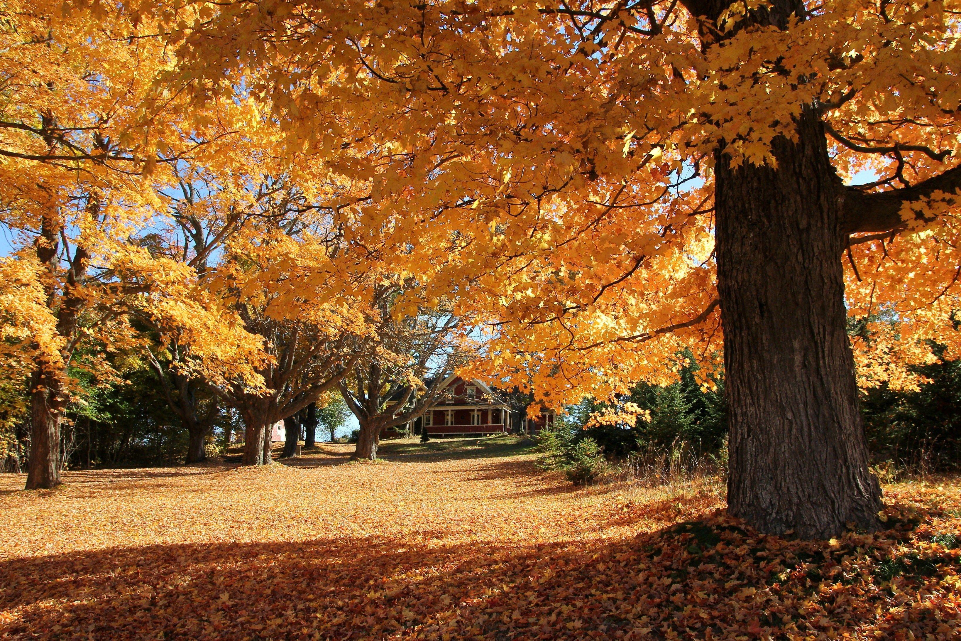 3276x2184 Autumn park house trees landscape wallpaperx2184